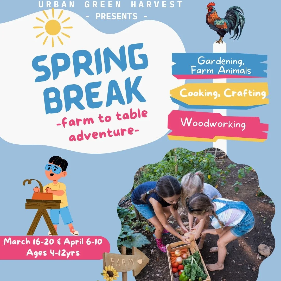 🌱 Urban Green Harvest Farm School &ndash; Spring Break Camps
Ages: 4&ndash;12 | Location: West Boise, Idaho (Working Farm)
Give your child an immersive, hands-on farm experience this spring break! Campers will:
&bull; Garden, plant seeds, and help p