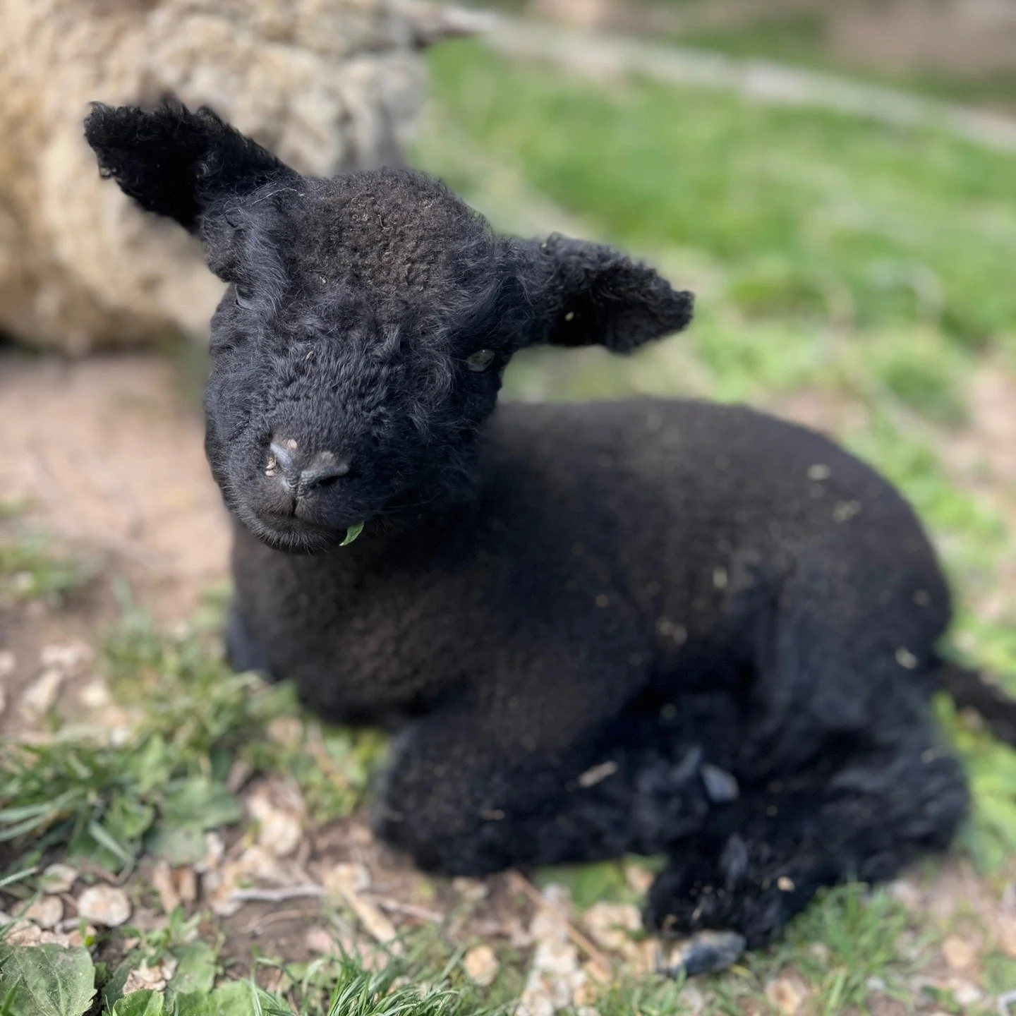 🐑 It was an exciting day on the farm today&mdash;we brought home a mama sheep and her week-old lambs, a boy and a girl!
The kids were instantly in love. Lots of watching, lots of laughing, lots of questions, and plenty of excitement as the lambs exp
