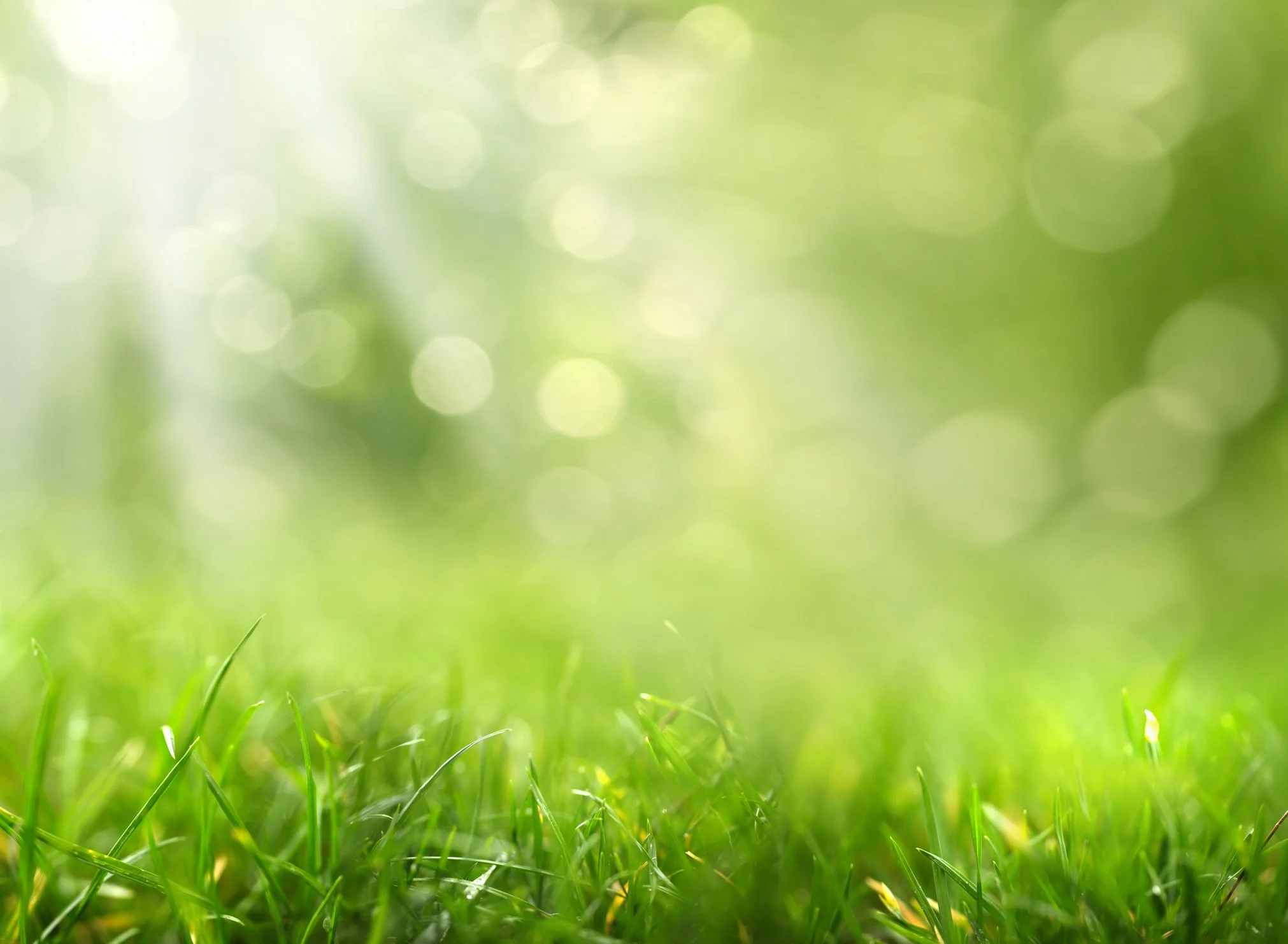 What If Our Yards Actually Fed People?