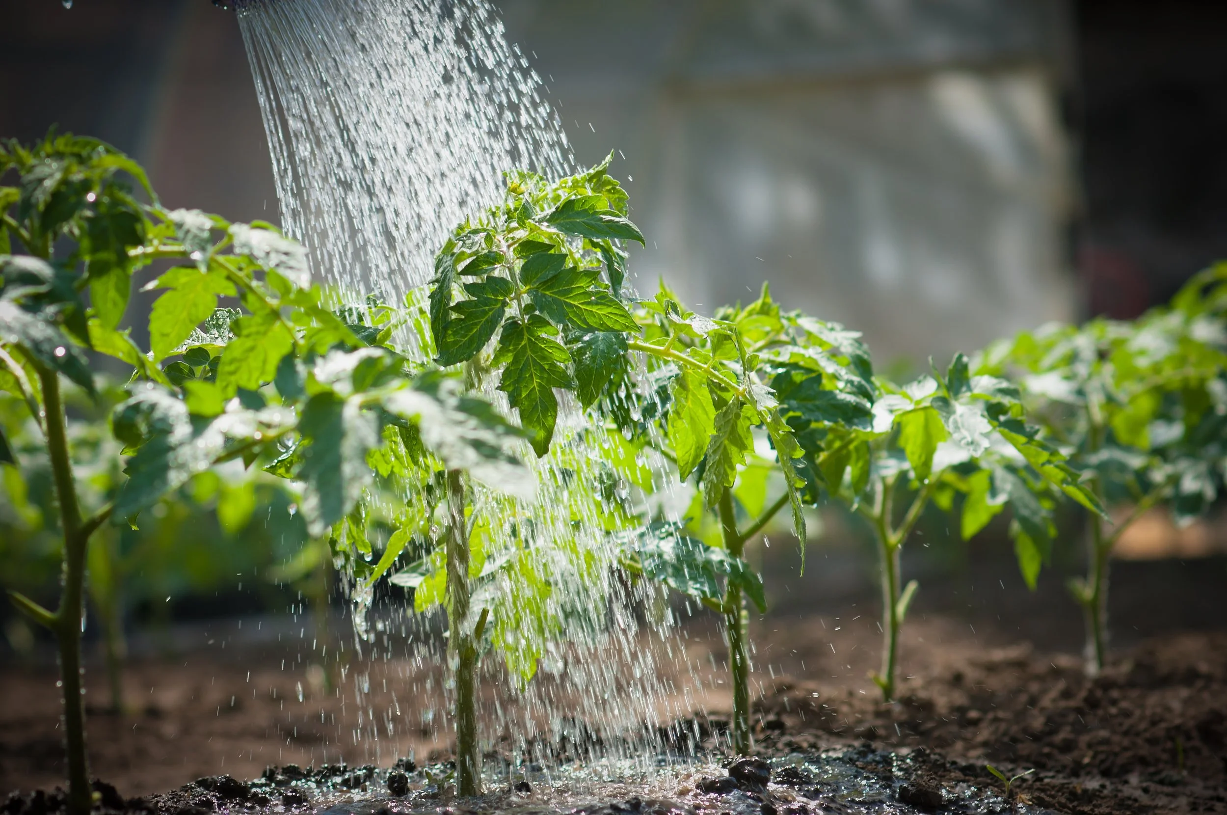 Someone Still Had to Water the Tomatoes