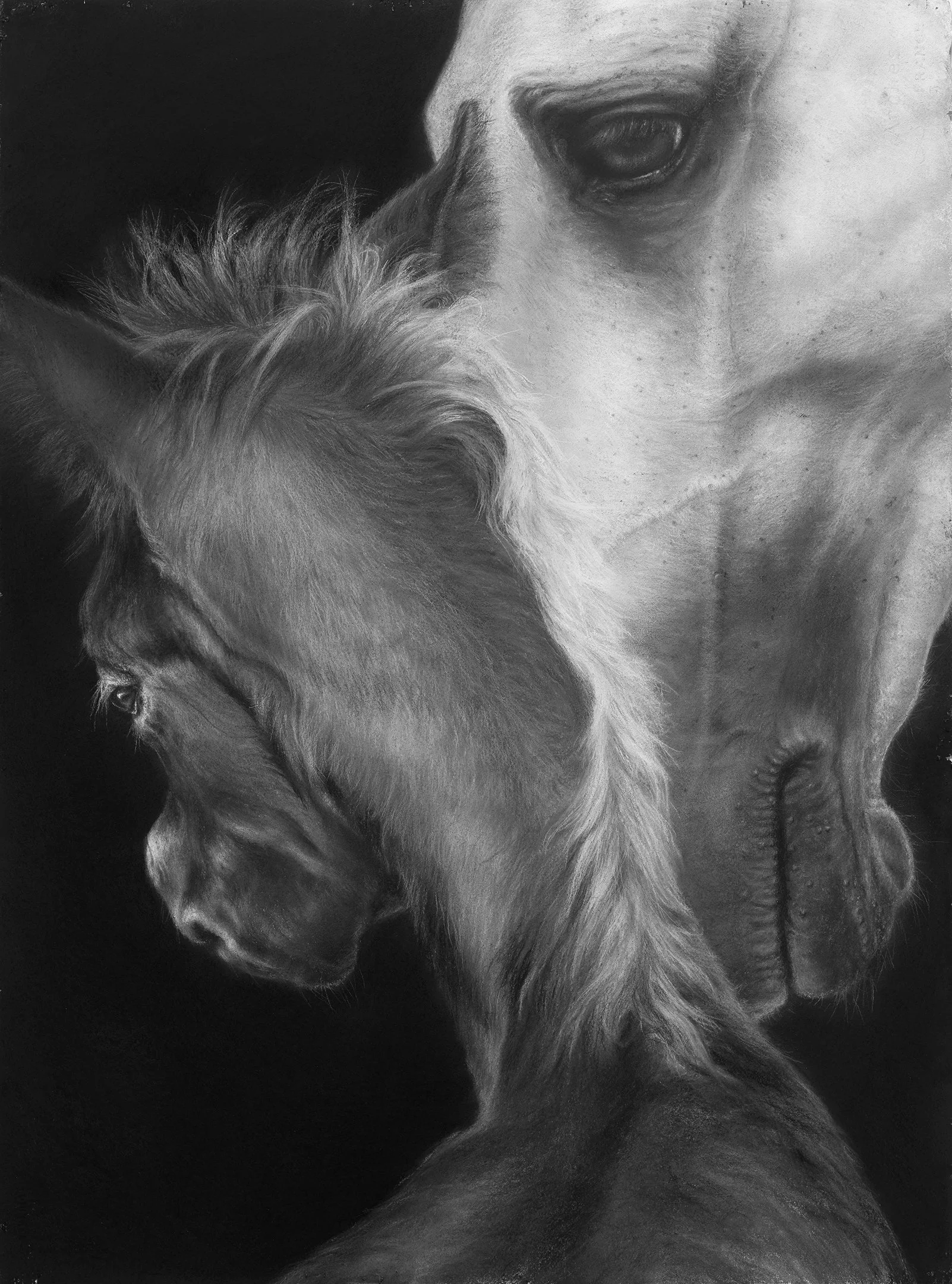 Tender, 30" x 22" charcoal, pastel, (available as custom archival print)