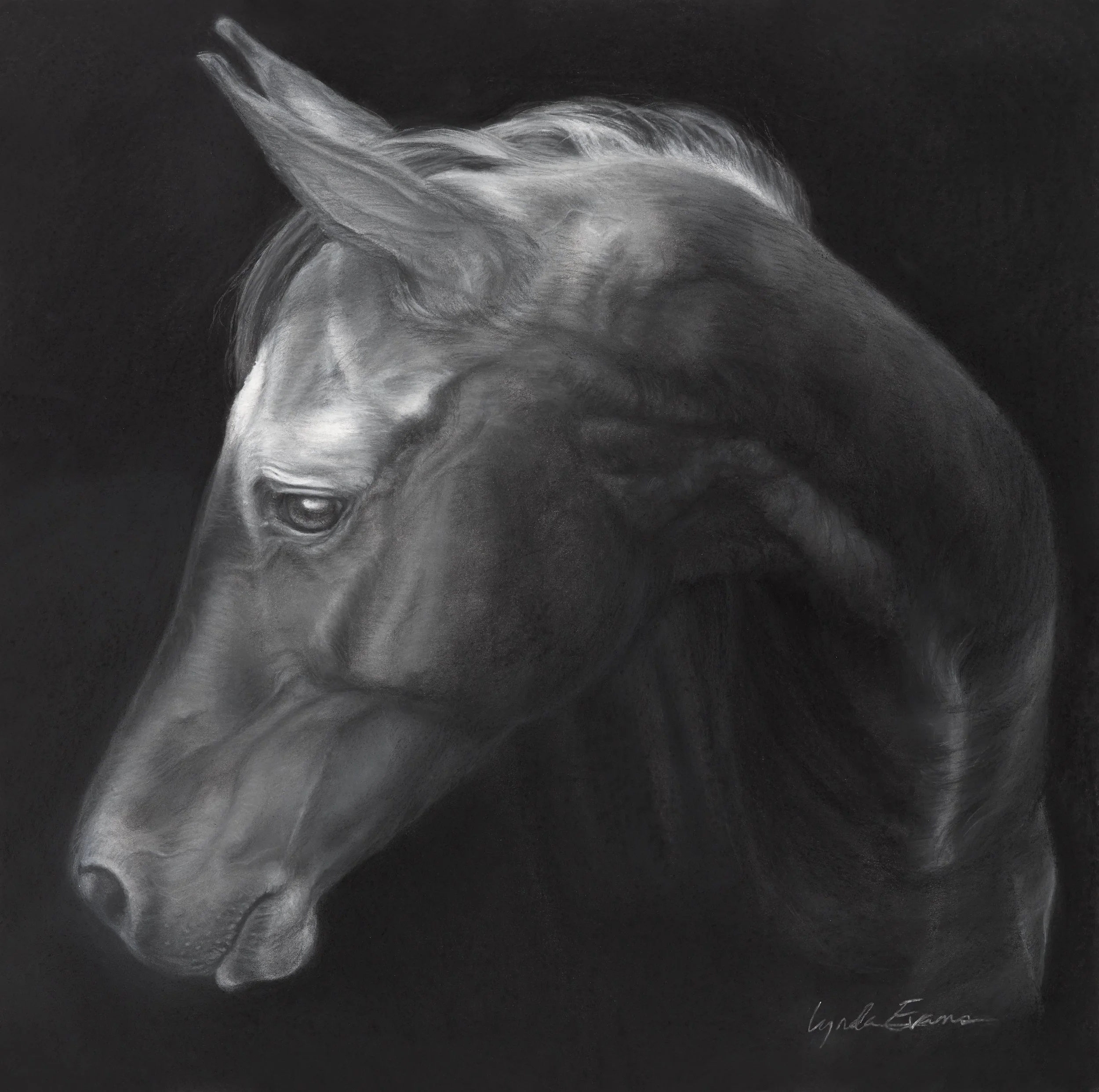 Full Circle, 18" x 18" charcoal, pastel (original available at Bennett)