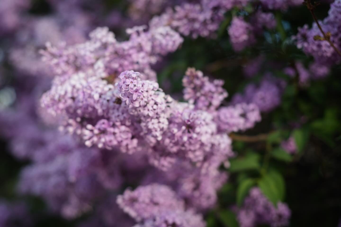 I&rsquo;m still gonna post stills here damnit you IG 😂😂

Spring pictures from an evening stroll in my latest blog post. Link in bio - Stop and smell the lilacs 🪻