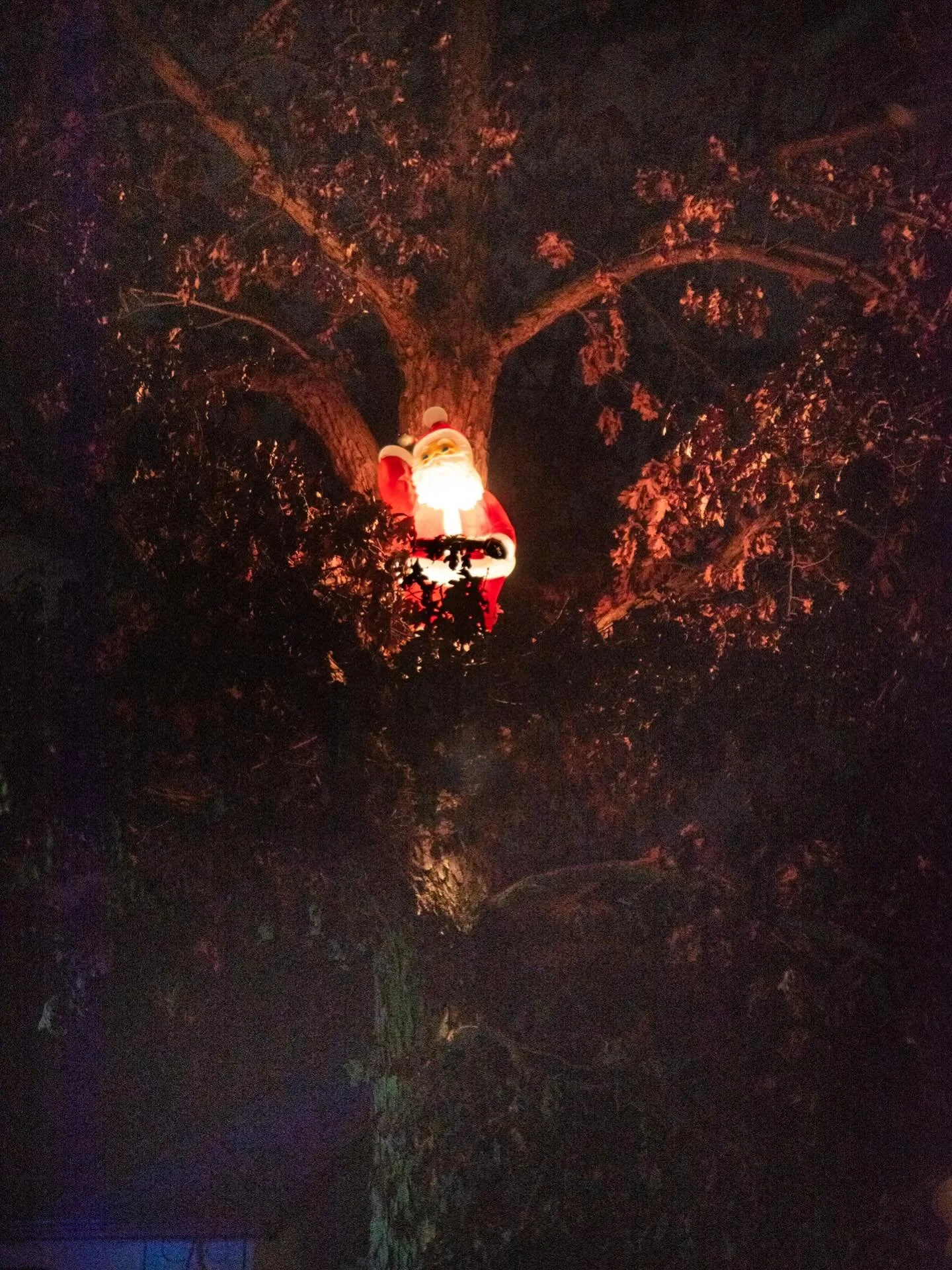 I wrote about this jolly fellow in my monthly newsletter (you can join on my website). 

He makes me happy high up in the tree for about a month every season! To my Chase St neighbor, thank you for risking life and limb to elevate Mr Claus and creati