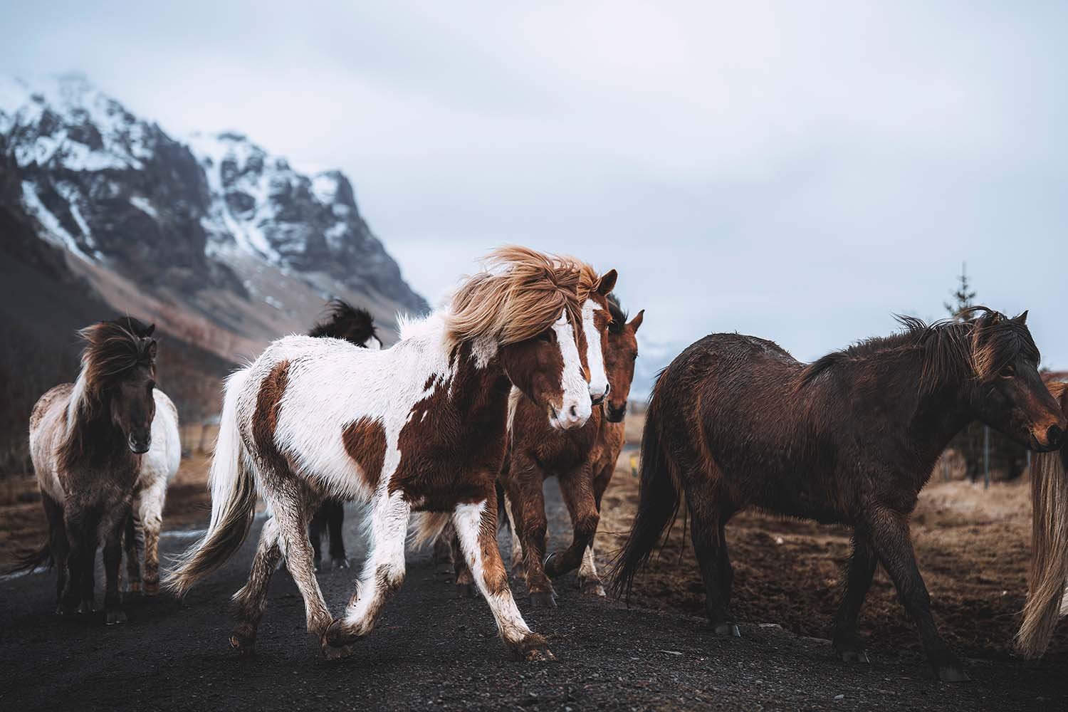 A group of icelandic horses in an open field