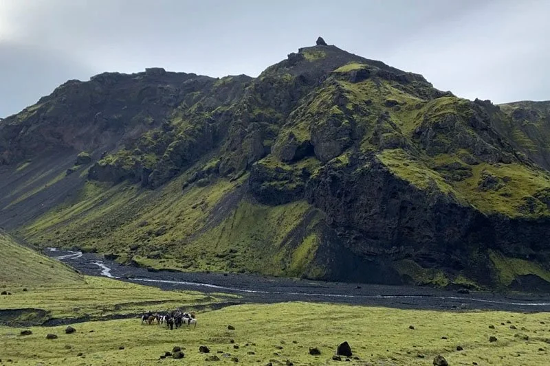 Icelandic horses grazing at the foot of a green mountain during a horseback riding tour in Iceland.
