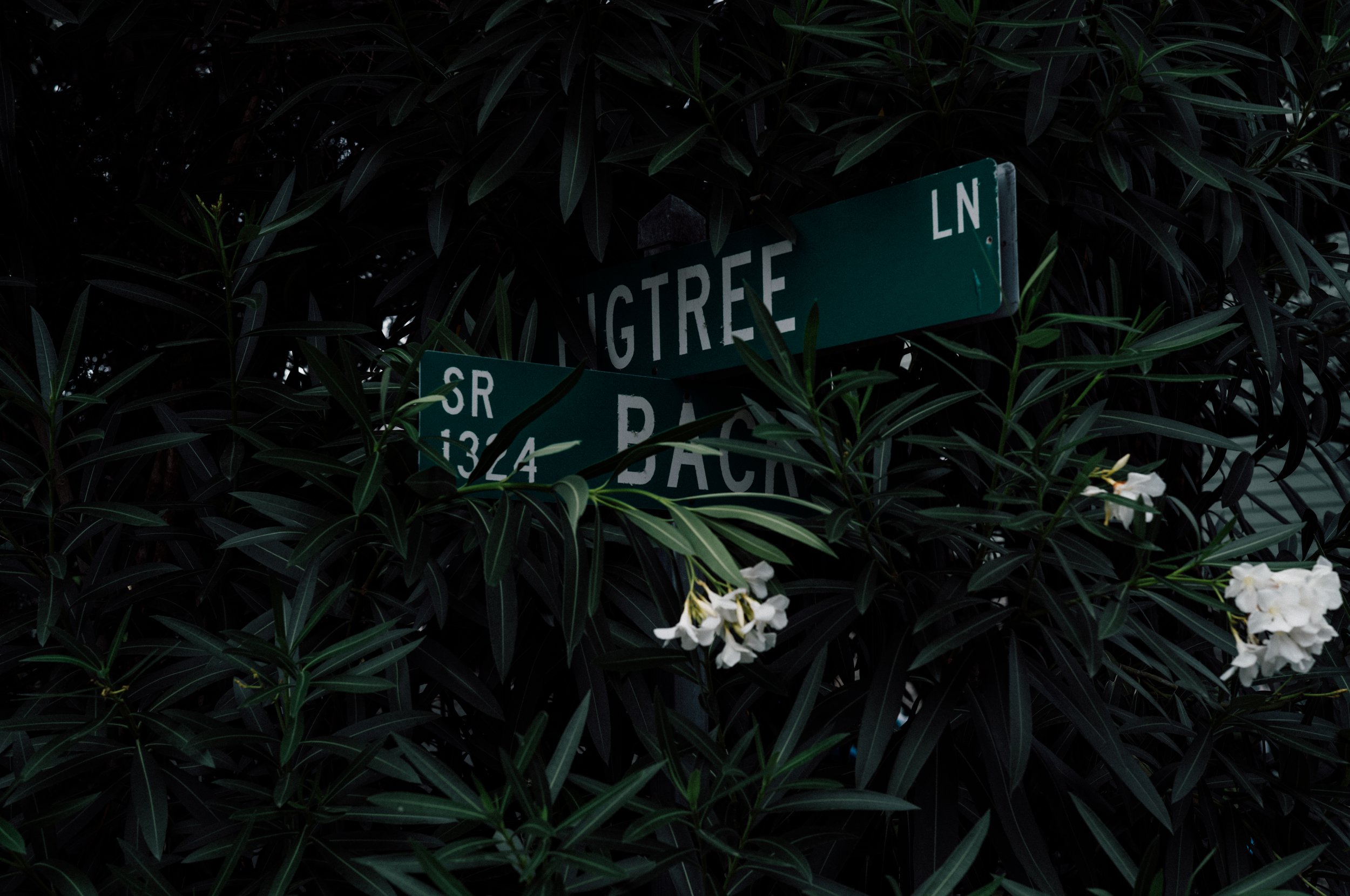 Street signs for Longtree Lane and BR 134 Back at a street corner, partially obscured by dark green foliage and white flowers.