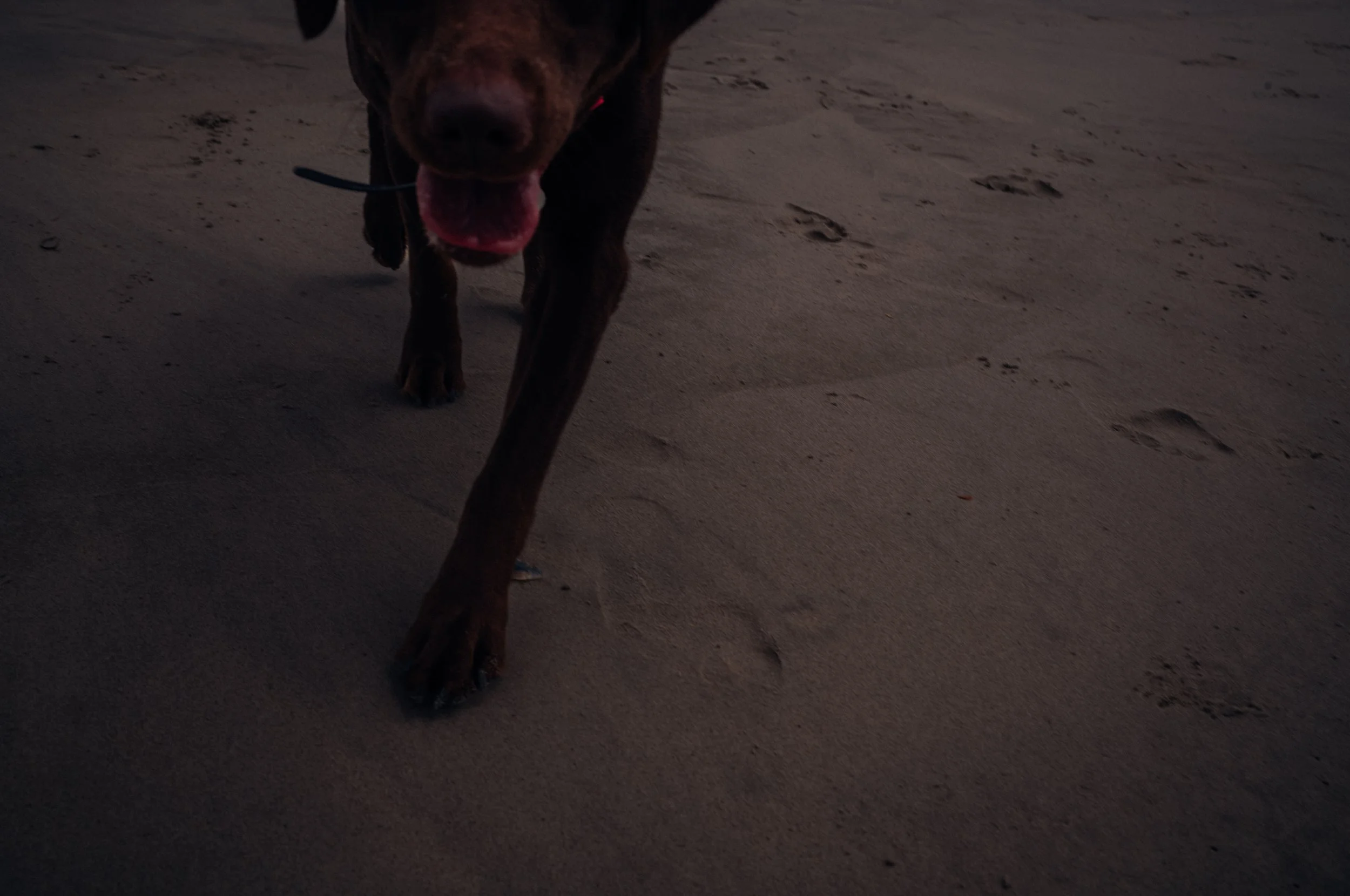 Dog running on sandy beach with footprints, during sunset or late evening.