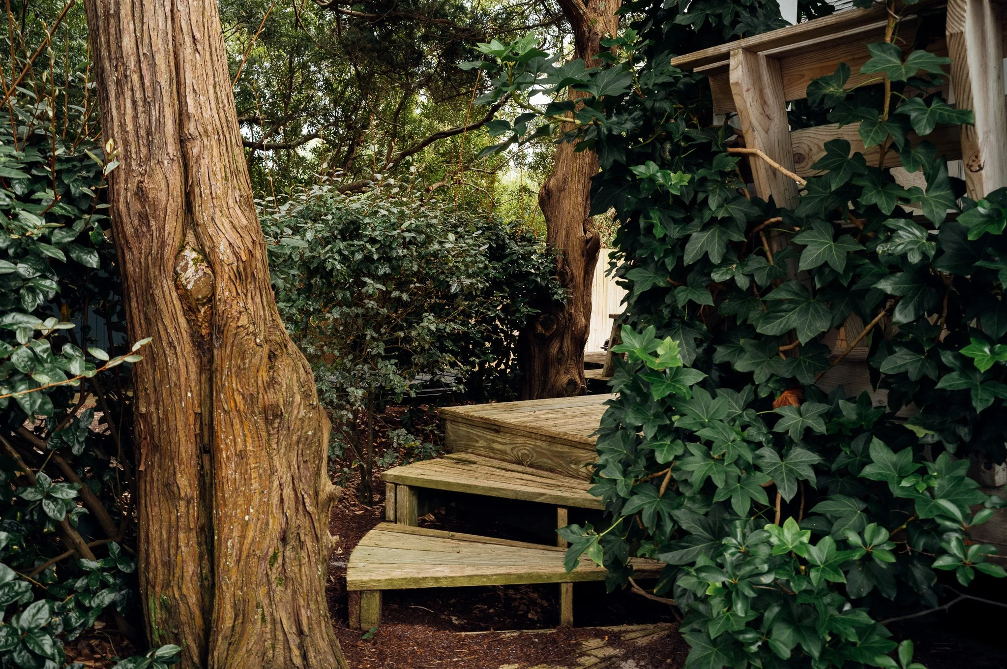 Wooden stairs surrounded by dense greenery and trees in a garden or backyard.