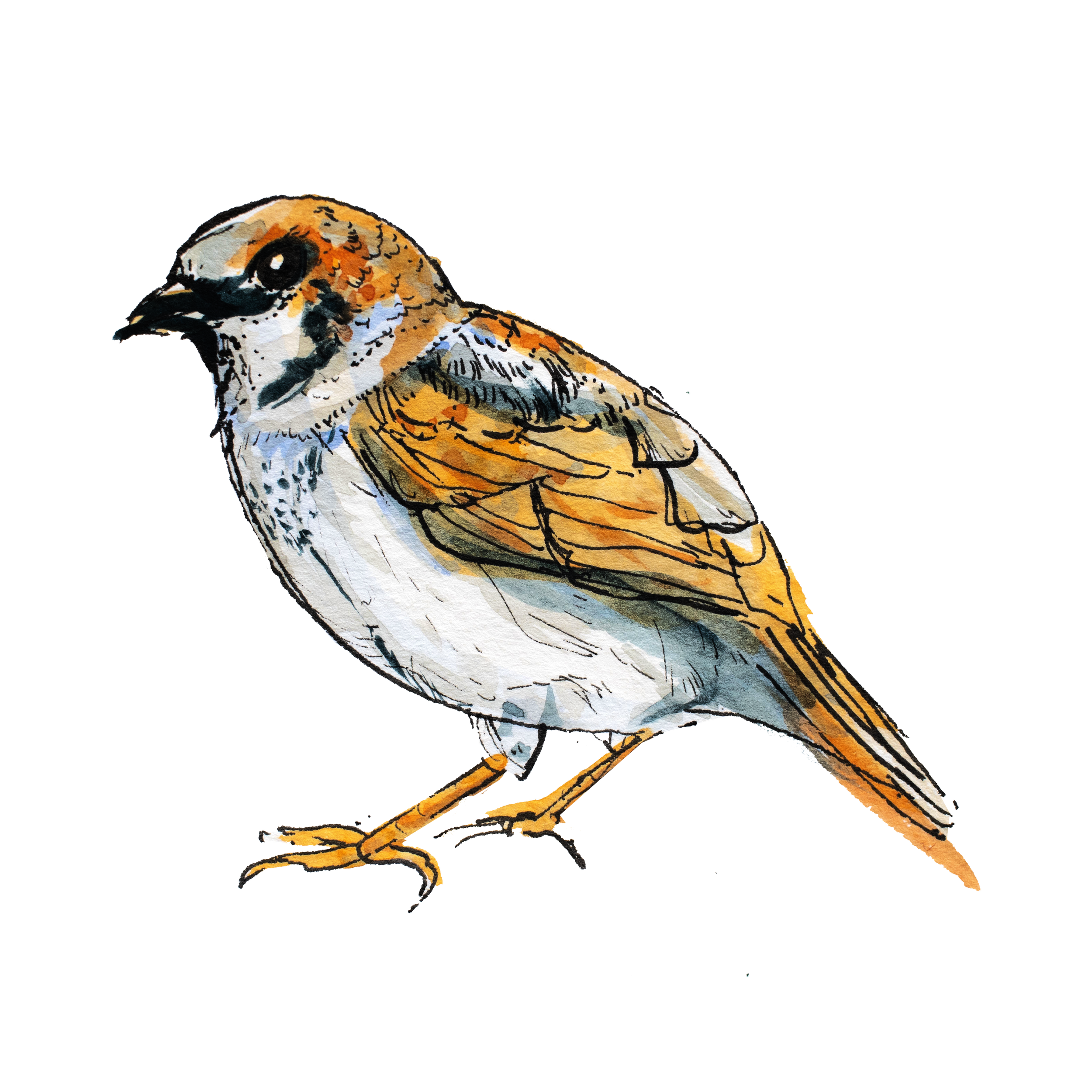 House Sparrow.png