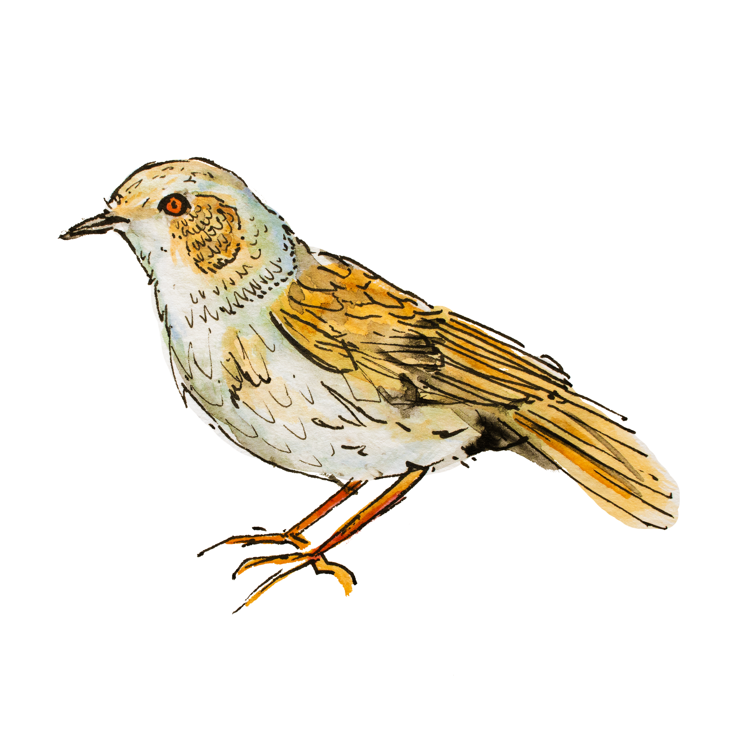 Dunnock.png