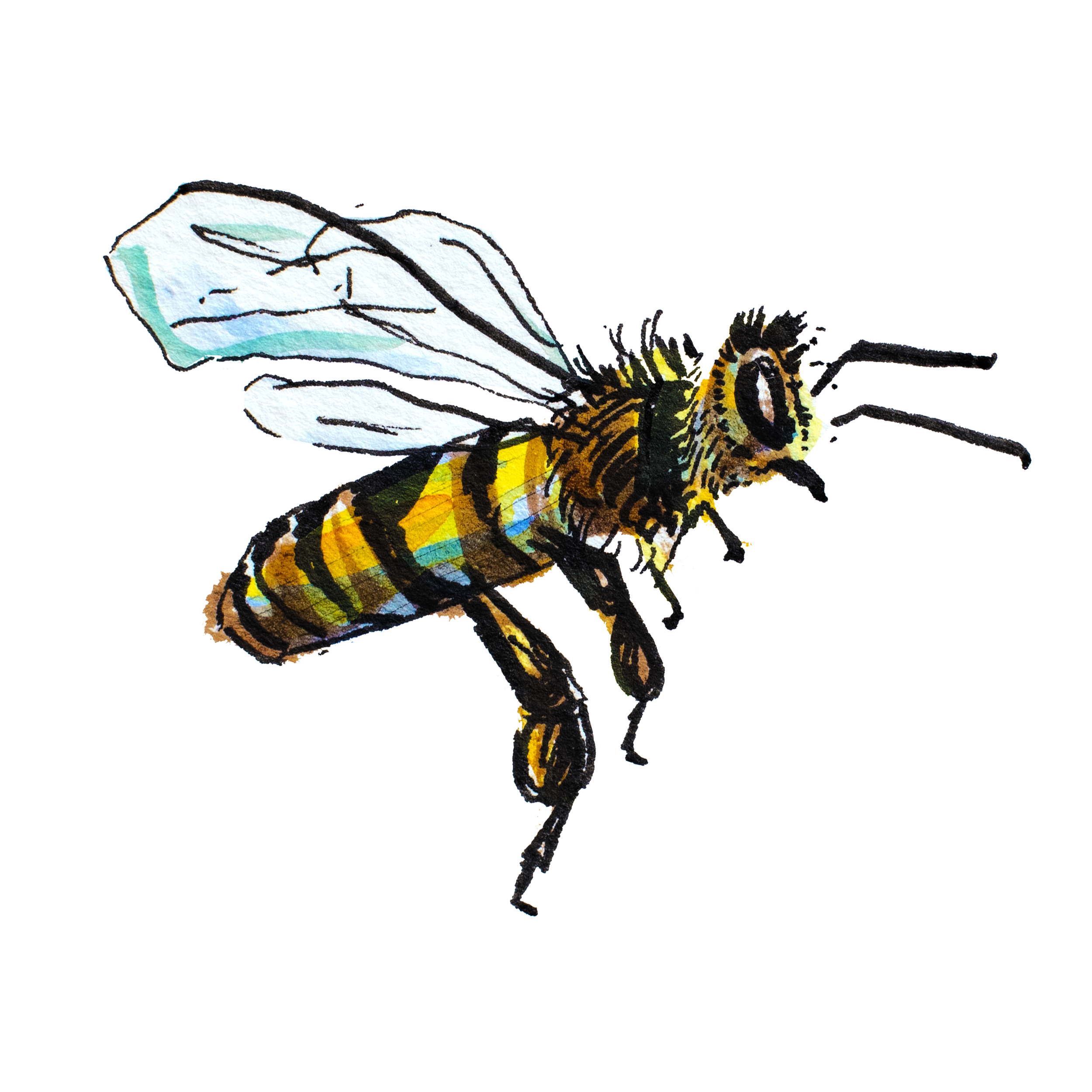 Honey bee.png