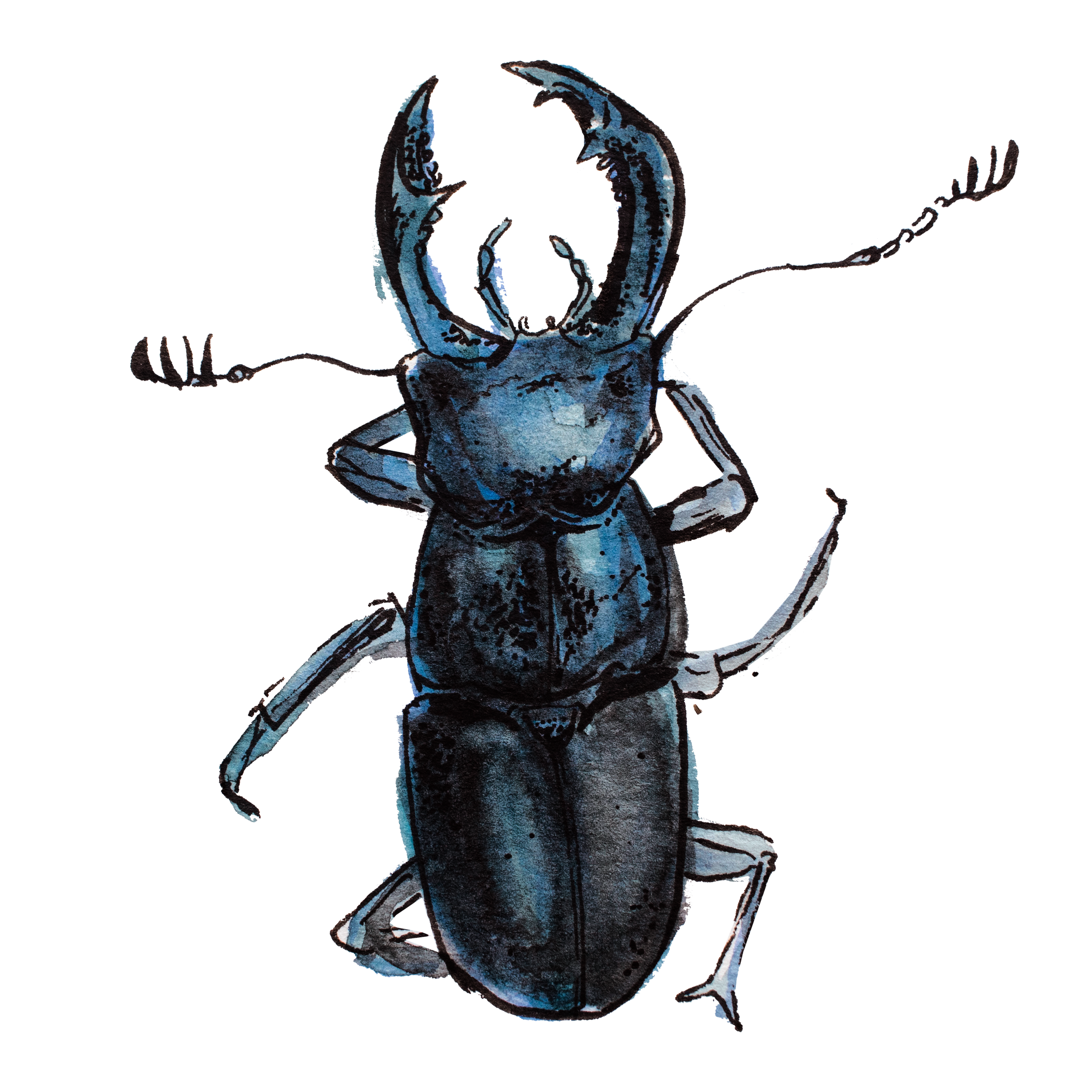 Stag beetle.png