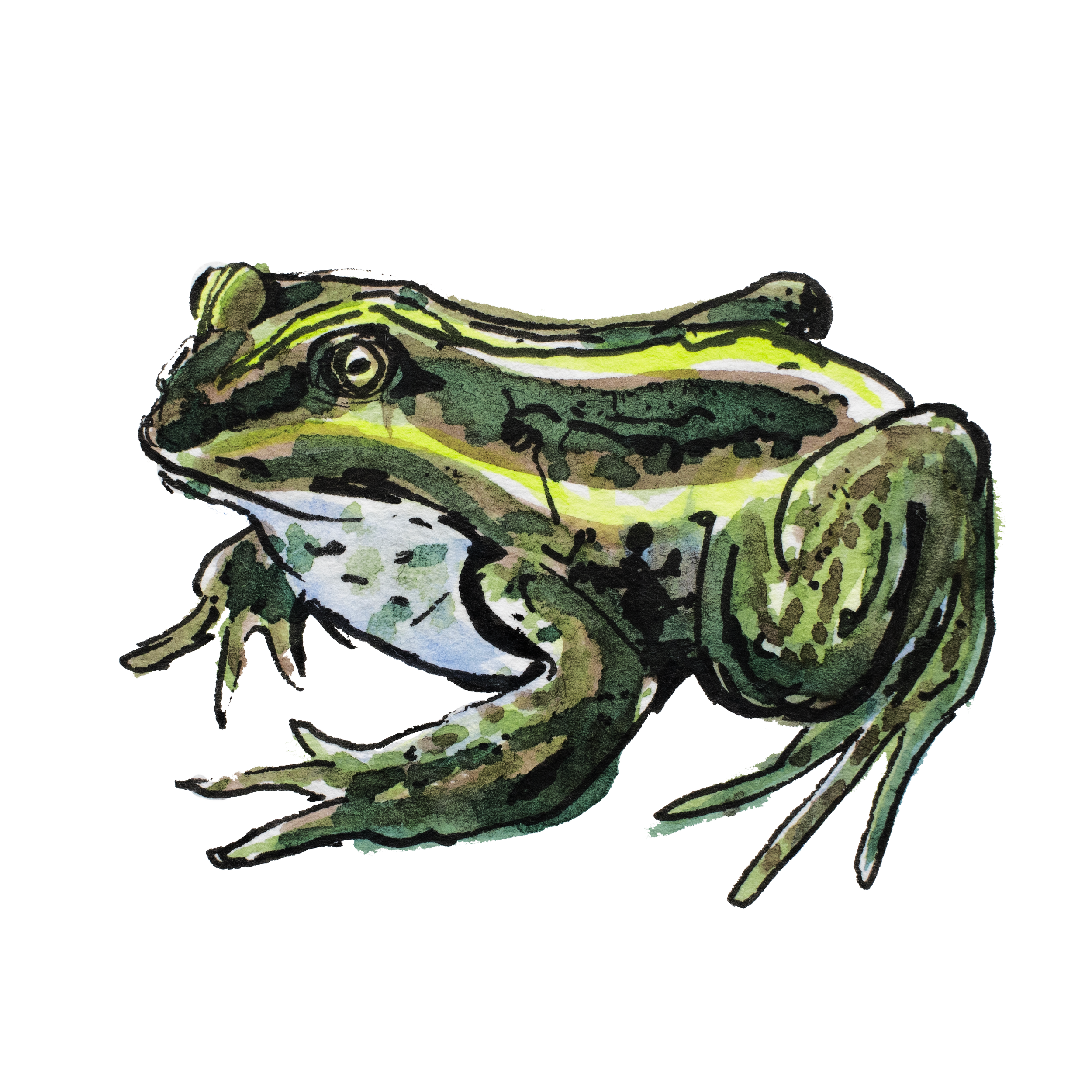 Northern pool frog.png