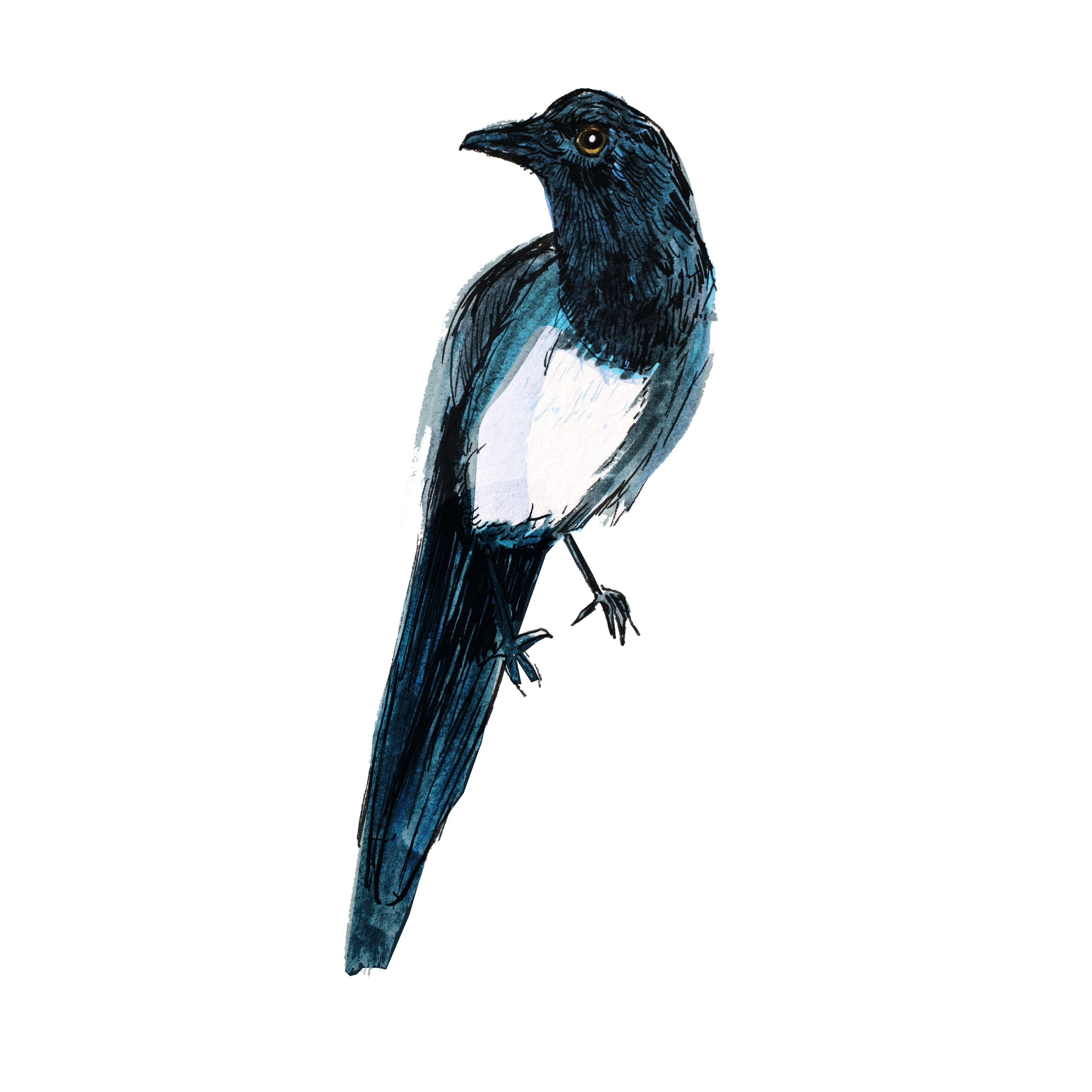 Magpie.png