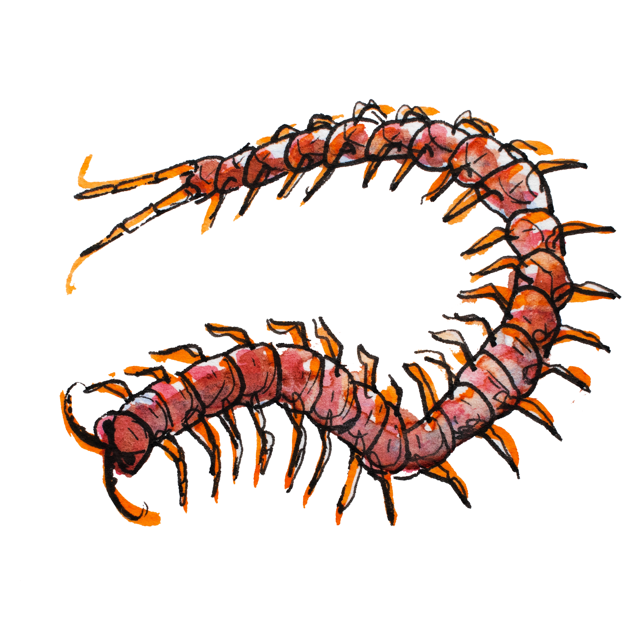 Centipede.png