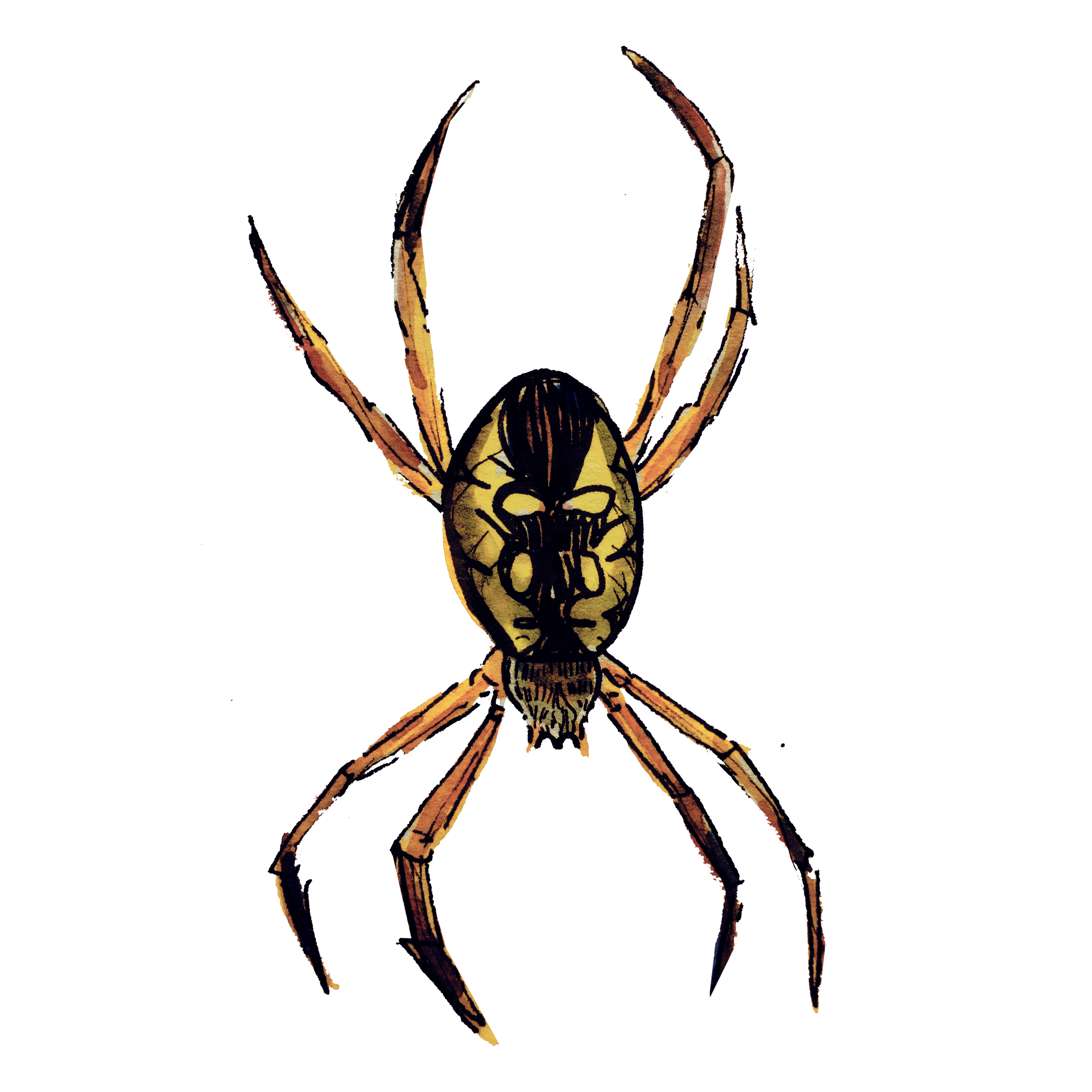 Common garden spider.png