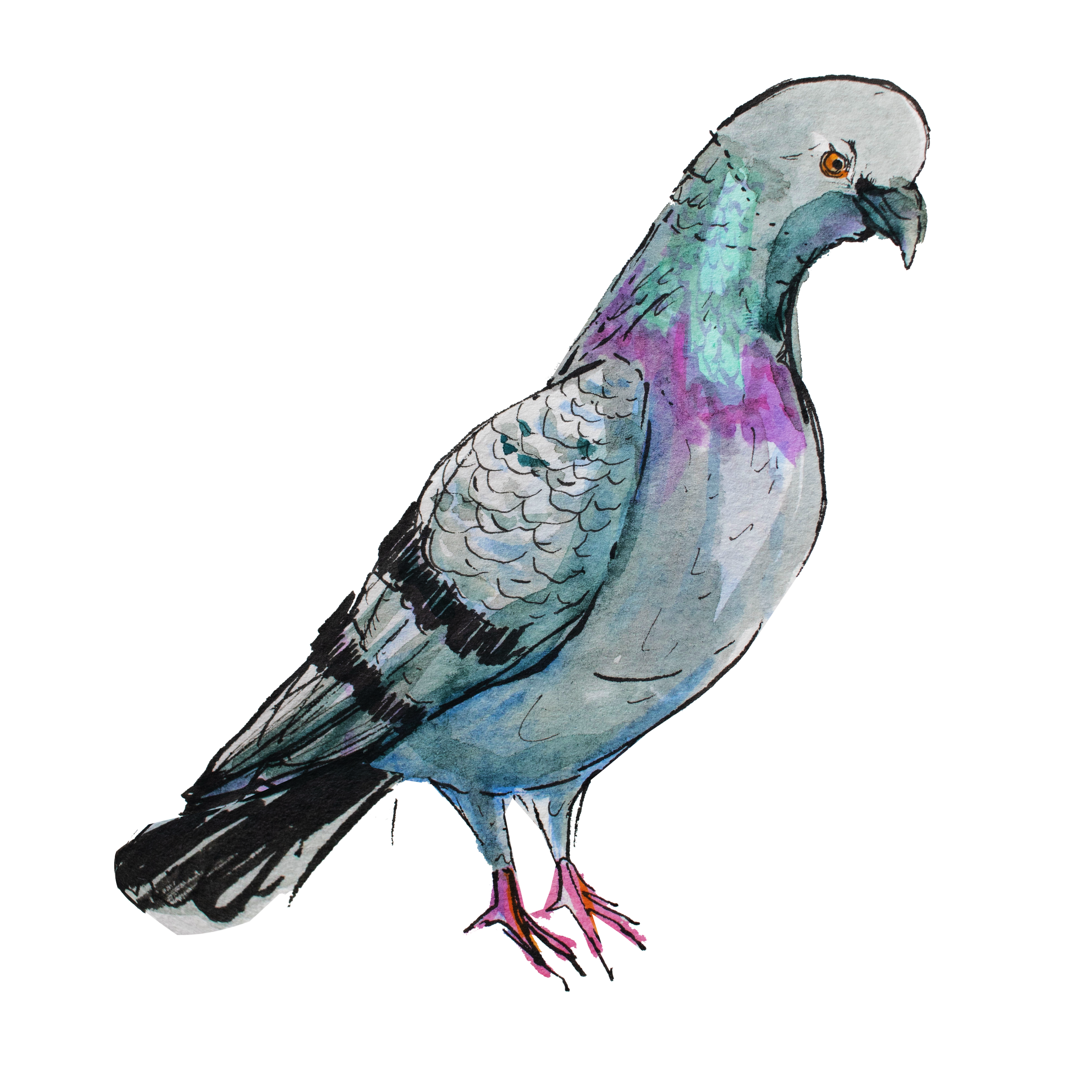 Pigeon.png