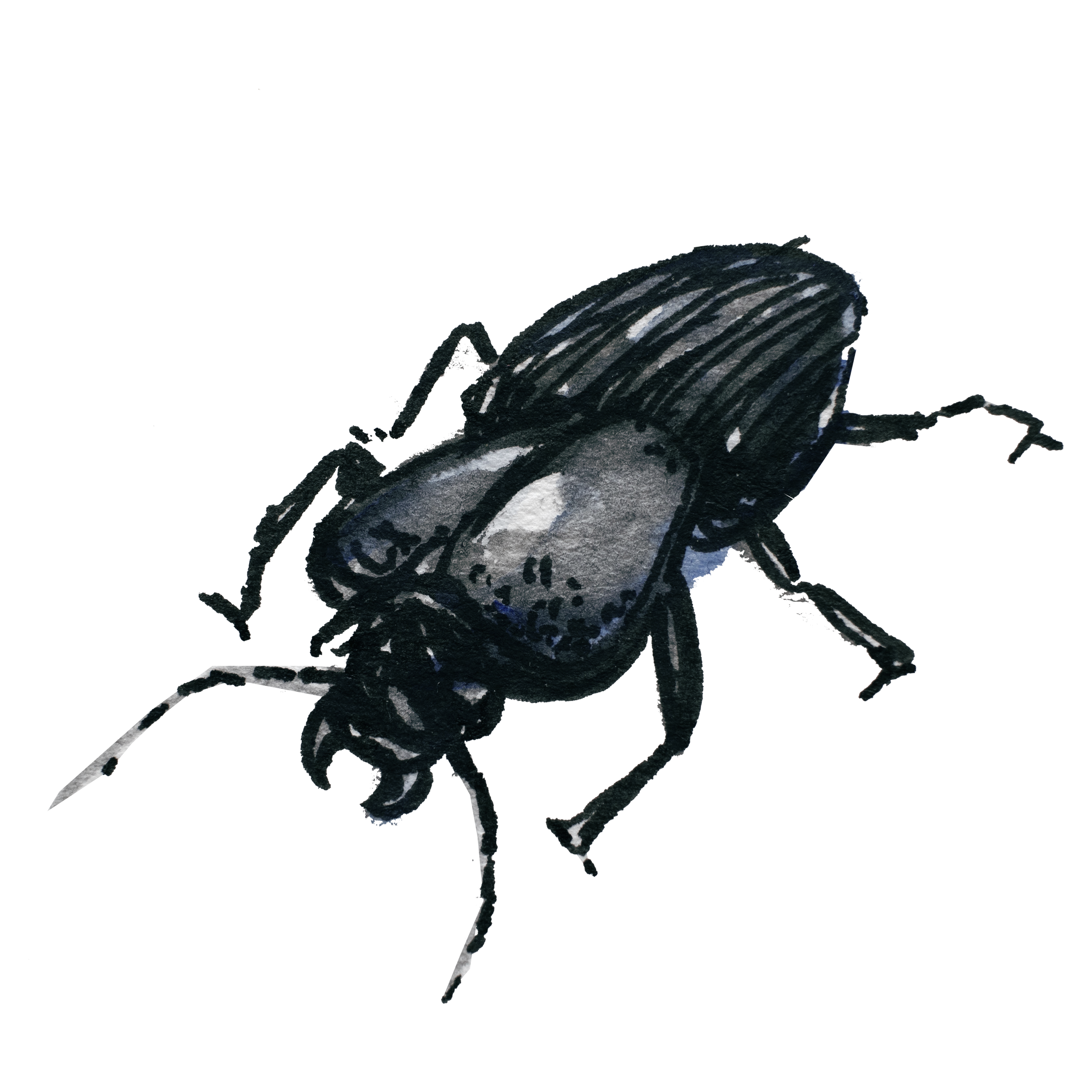Ground beetle.png