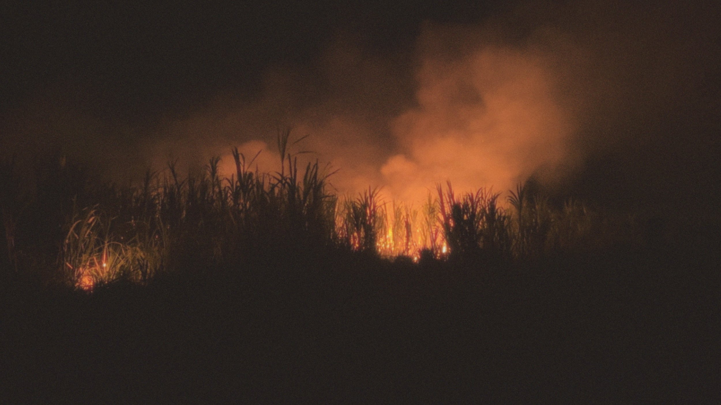 Burning sugar cane field in Guadeloupe, 2025, Cédrine Scheidig/Janis Polar