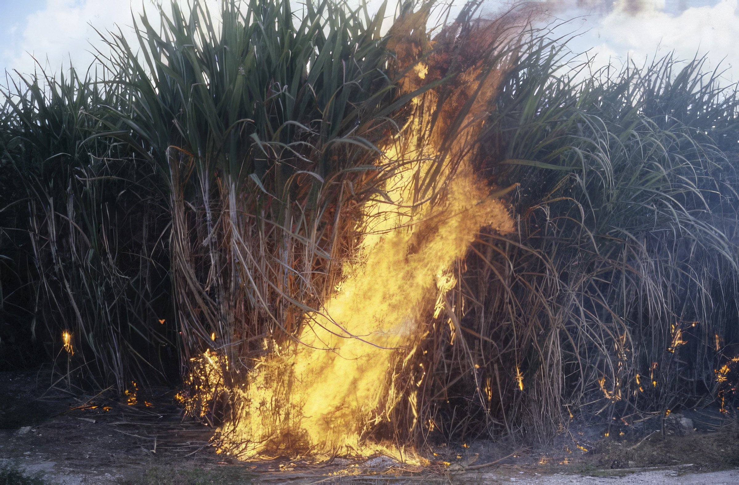 Sugar cane harvesting by burning, Jan Rosenberg, 1986, Florida