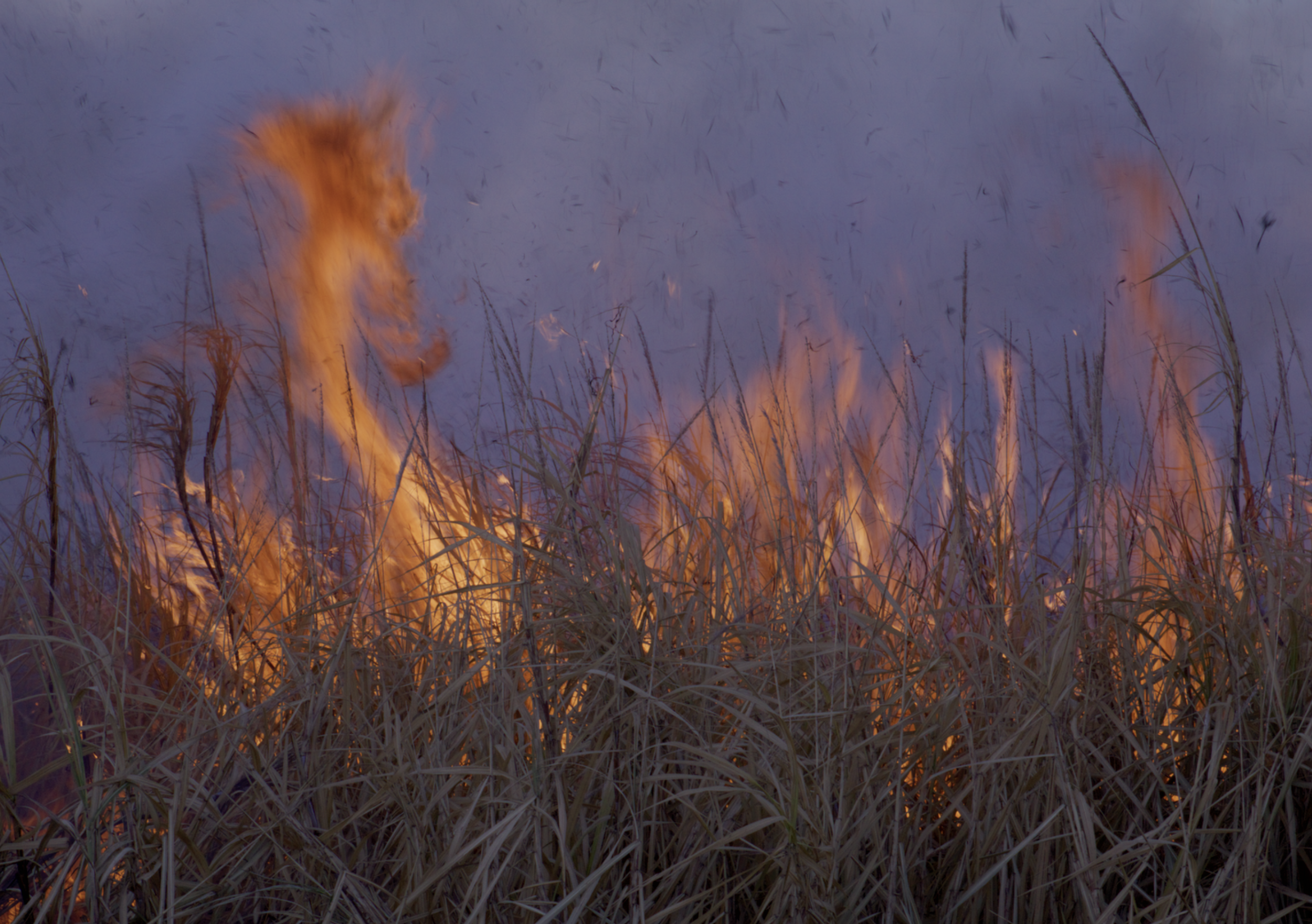 Burning sugar cane field in Florida, 2026, Cédrine Scheidig/Janis Polar