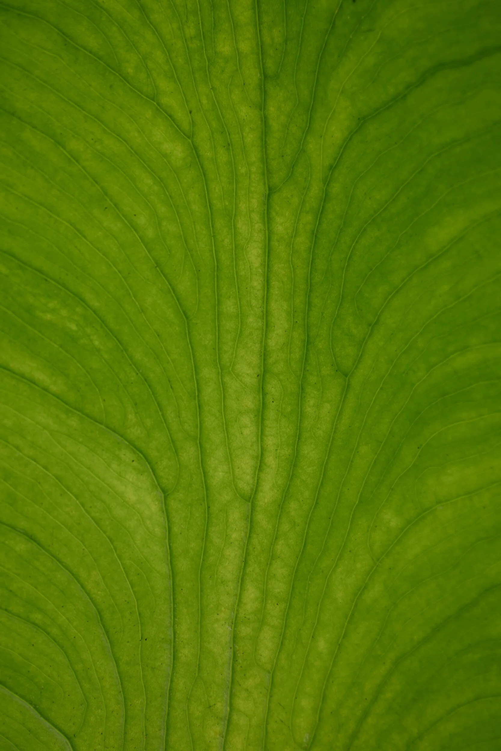 Close-up of a green leaf showing detailed veins and texture.