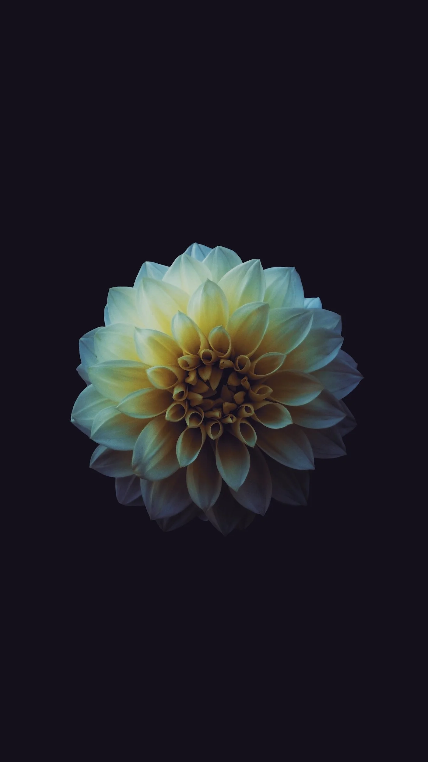 Close-up of a yellow and white dahlia flower against a dark background.