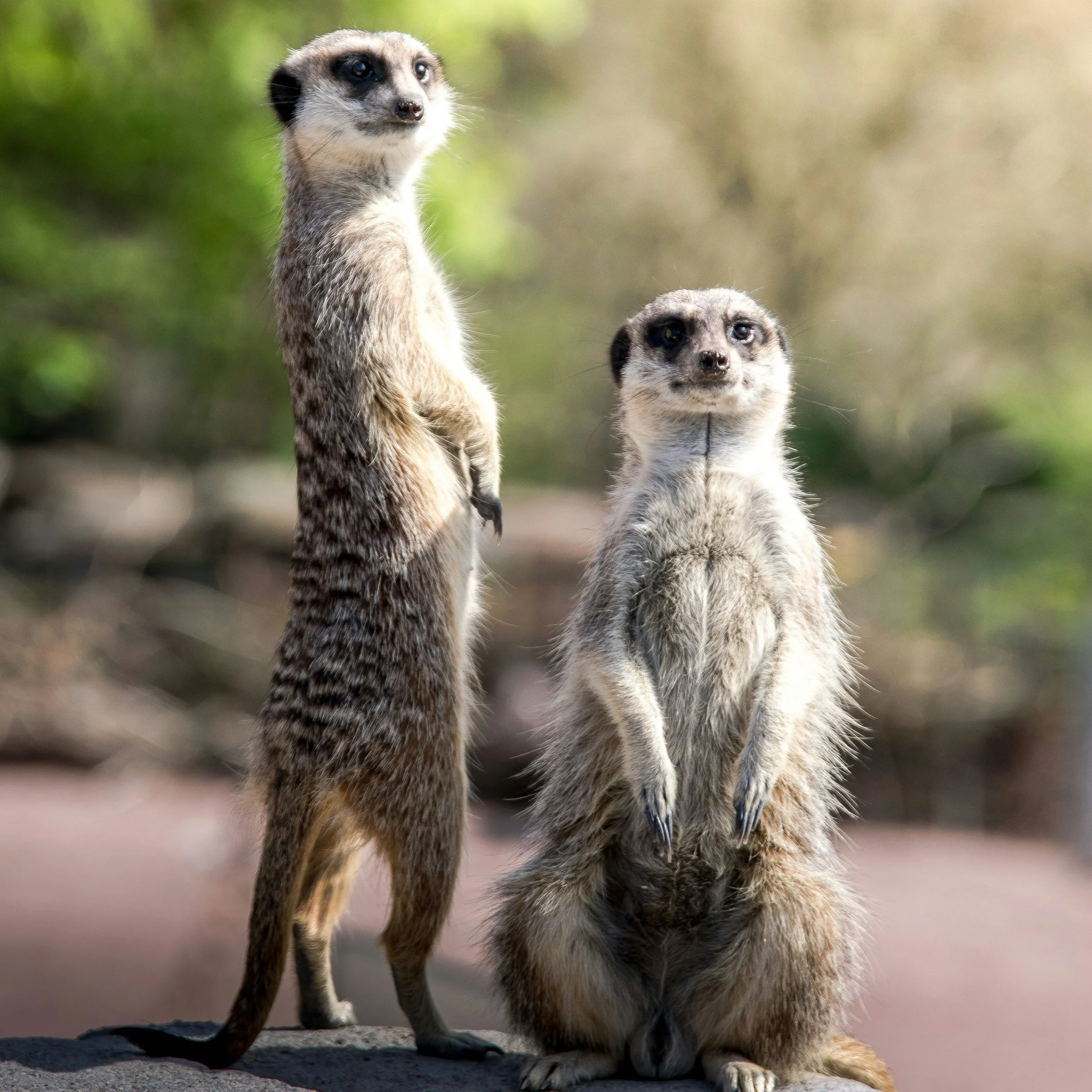 Two meerkats standing upright on a rock in a natural setting with greenery in the background.