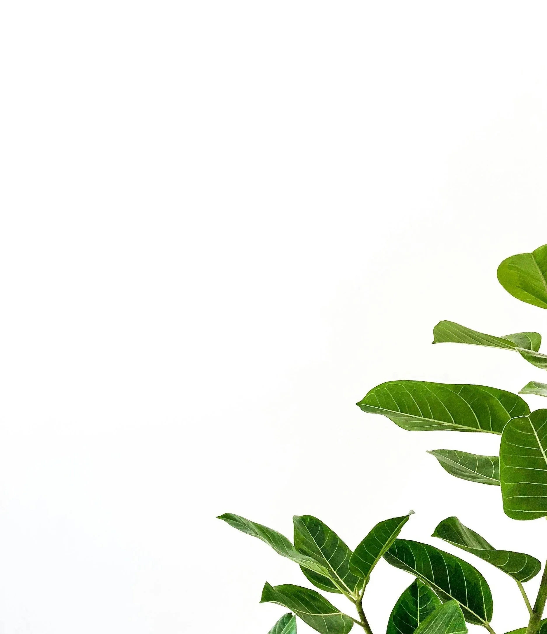 Green leaves of a plant on a white background.