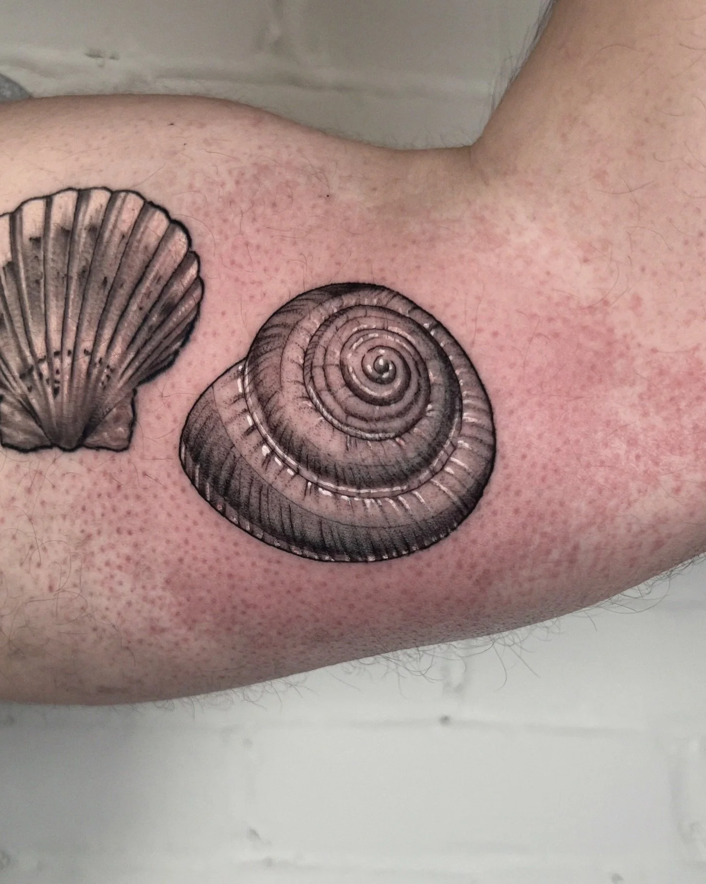 Sea shell 🐚🦞Tattoo! can you dig it 😊🙌🏽 What shell do you think of when you think of maine?