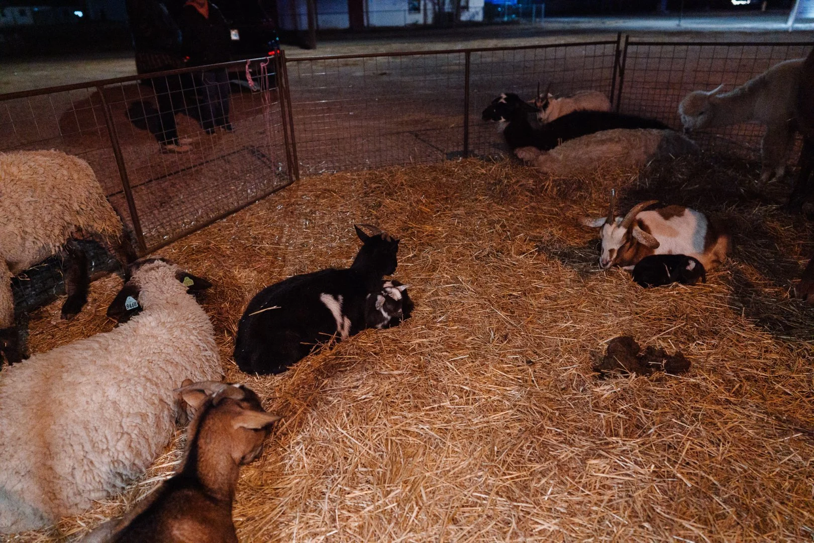 Bixby First Assembly animals outside.jpg