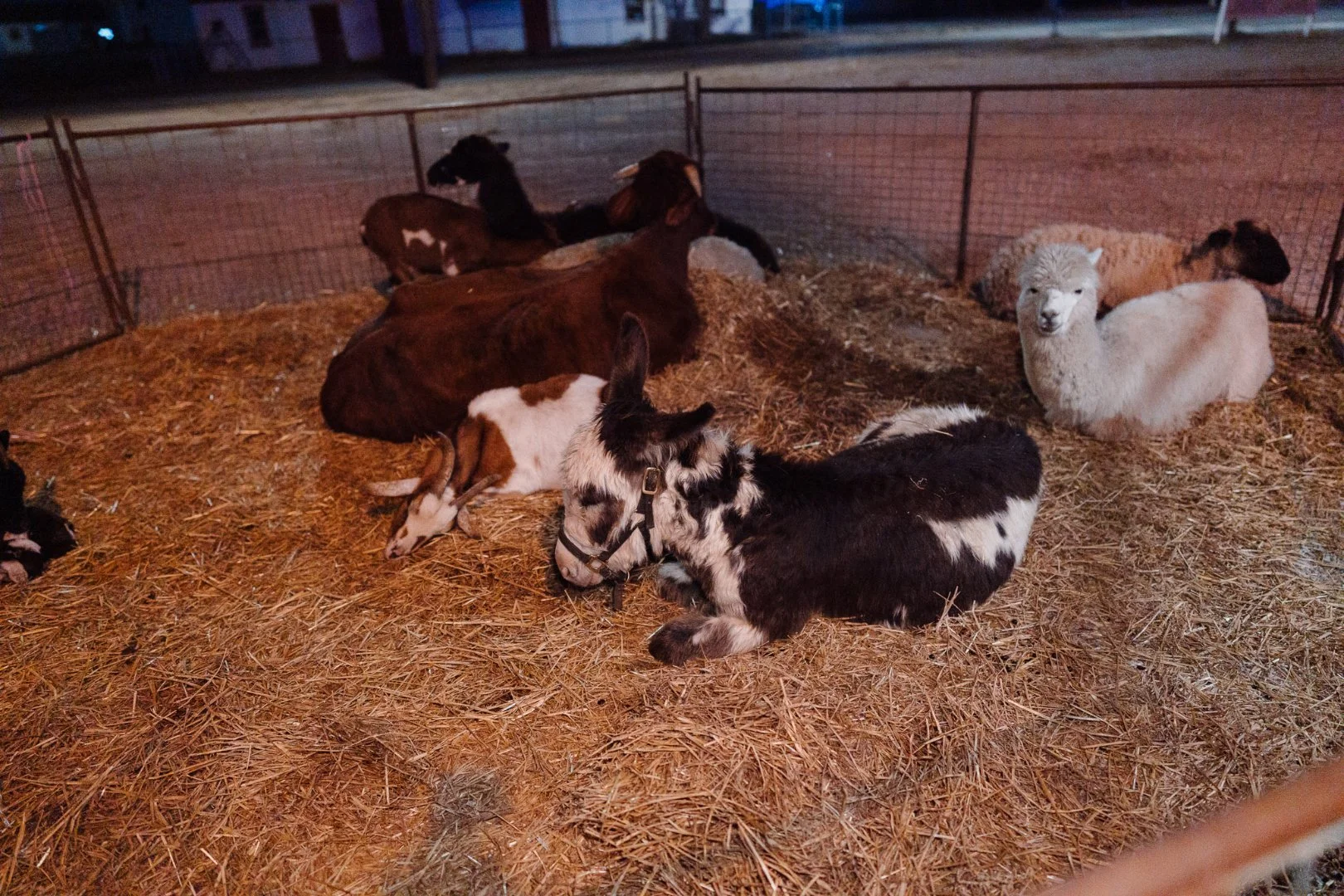 Bixby First Assembly animals.jpg