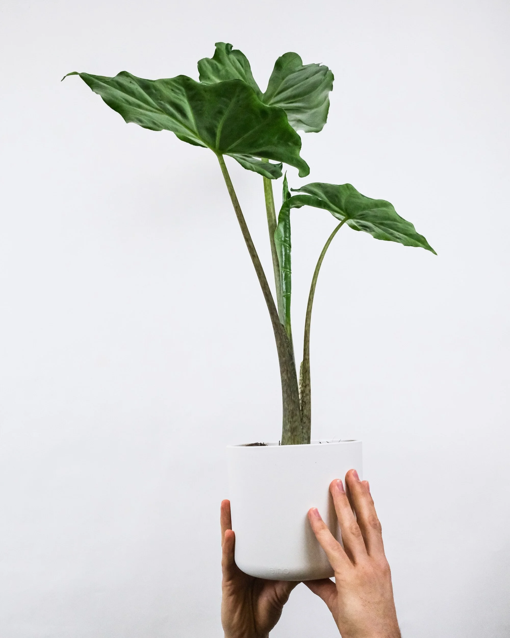 Person holding a white container with a large potted plant, showing green leaves, on a plain white background.