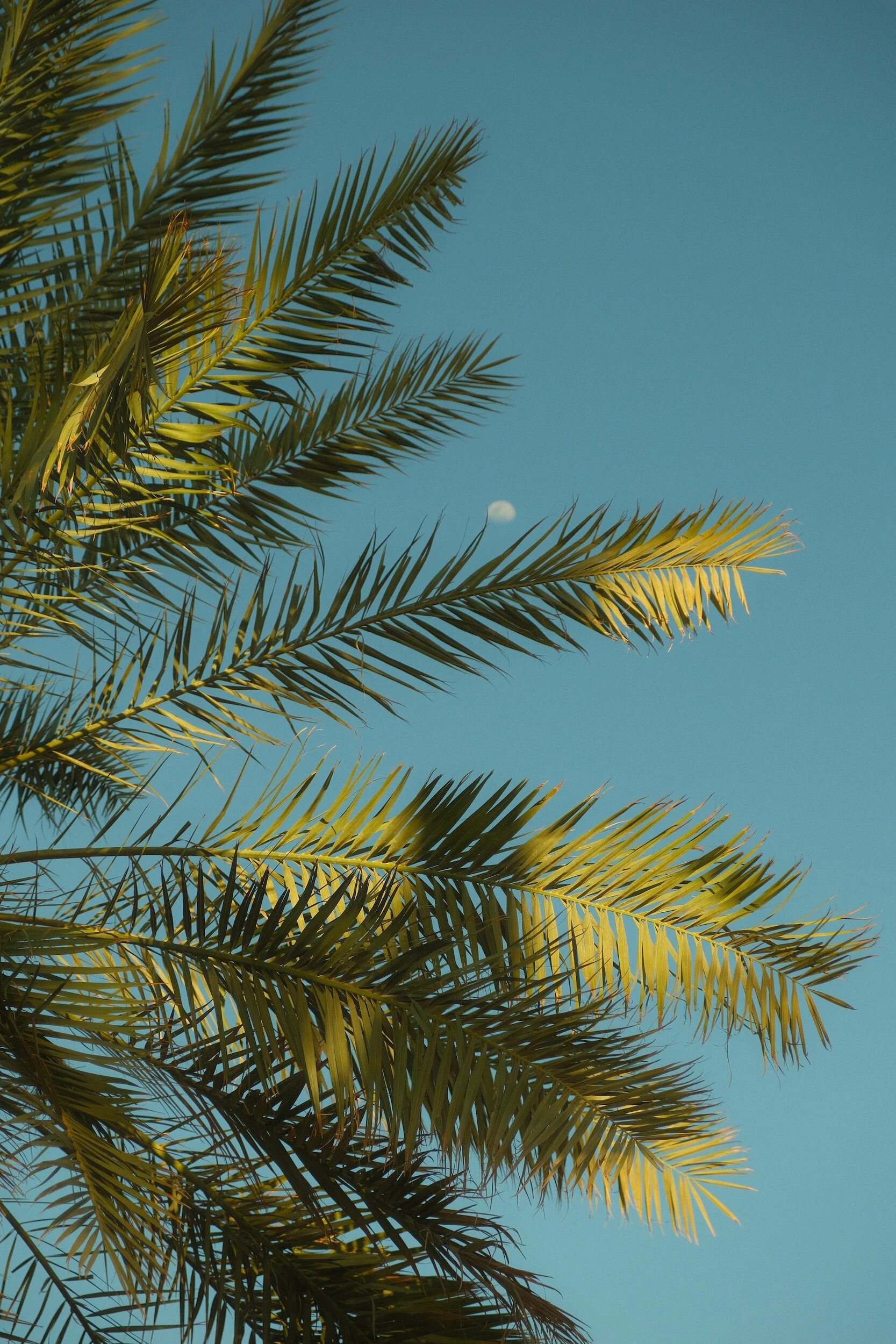Close-up of palm tree fronds against a clear blue sky with a visible moon.
