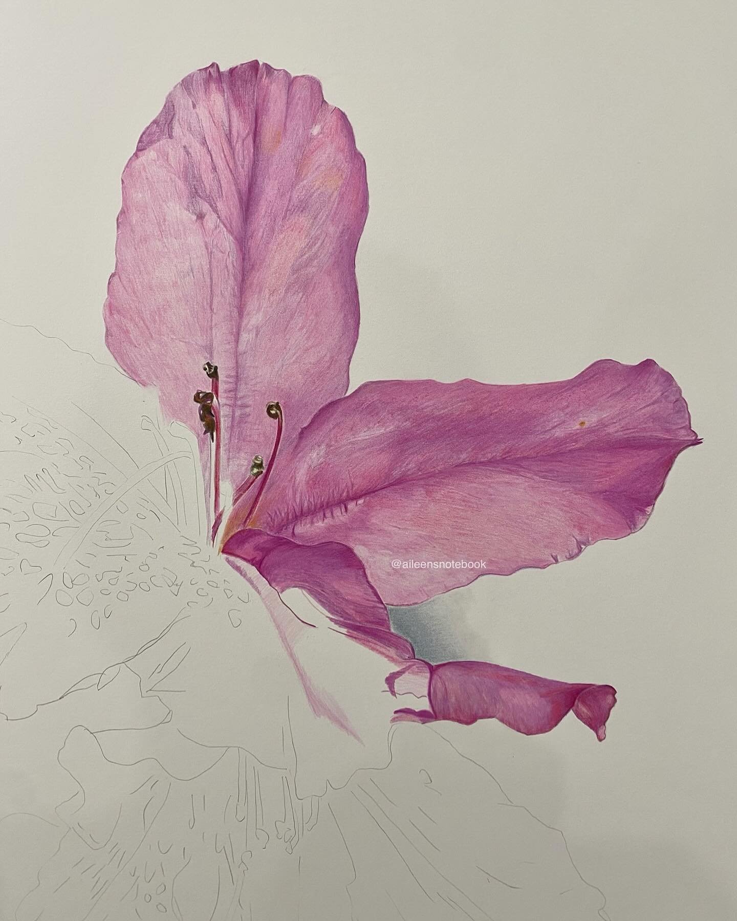 WIP An azalea bush can live for up to 50 years. The spectacular blooms are dramatic but gone in a few weeks. I may spend longer drawing this one than it was alive. #azalea #illustration #coloredpencil #botanicalart #realism #louisiana