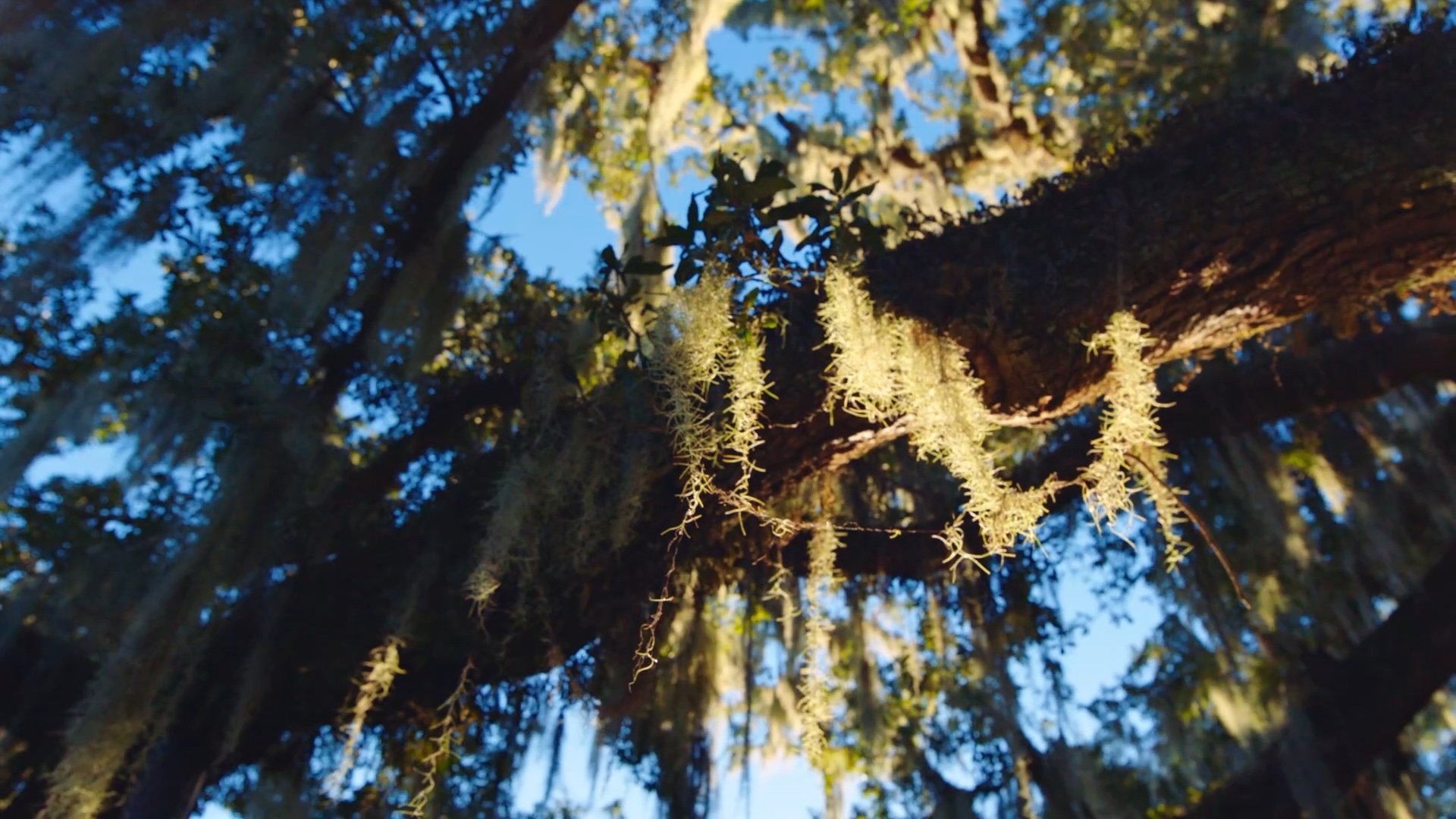 SHALLOW WATER_SCREENER_H264_ST.00_00_15_43.Still004.jpg