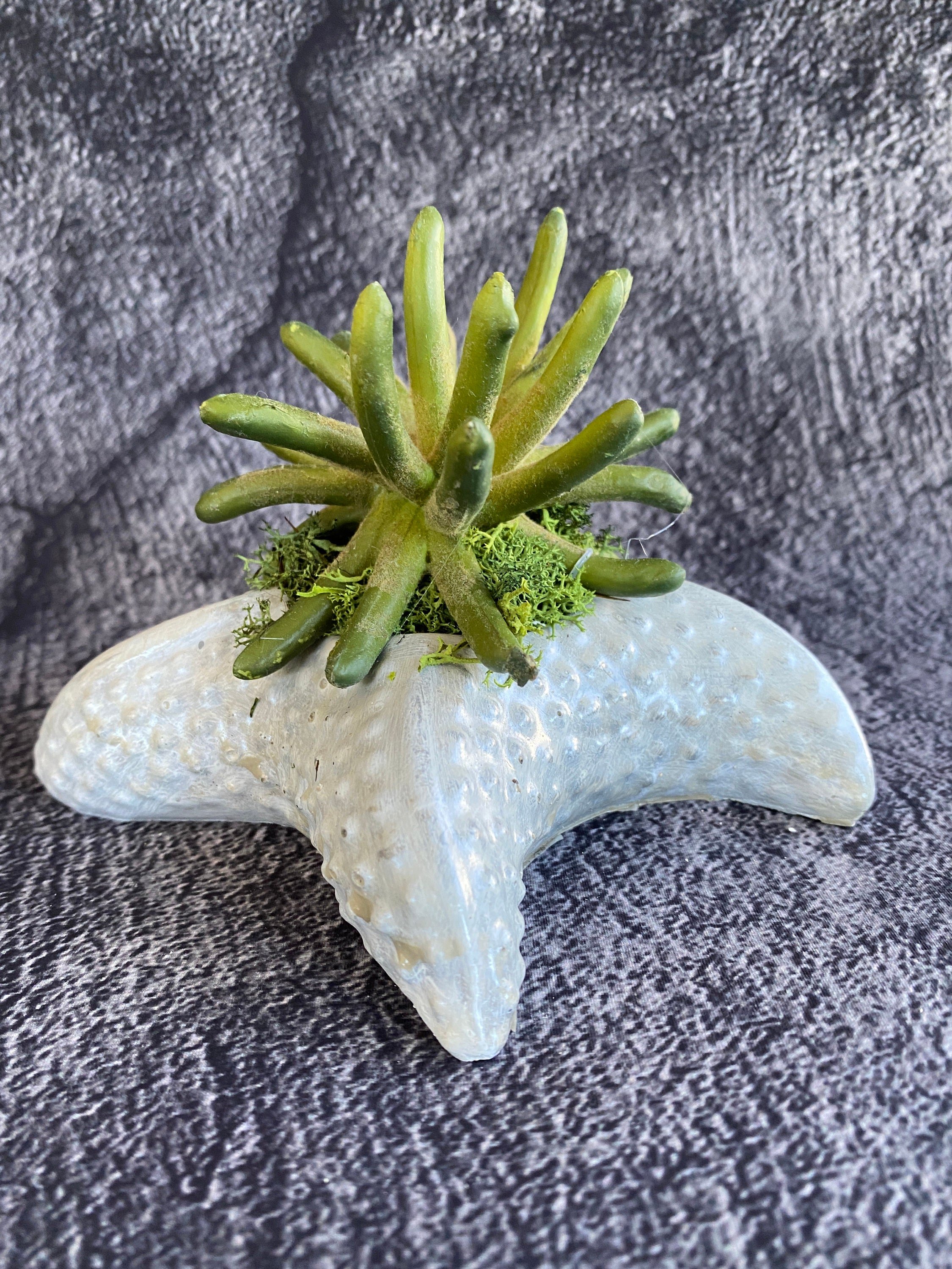 https://i.etsystatic.com/10620570/r/il/099239/5443642405/il_fullxfull.5443642405_d8pv.jpg