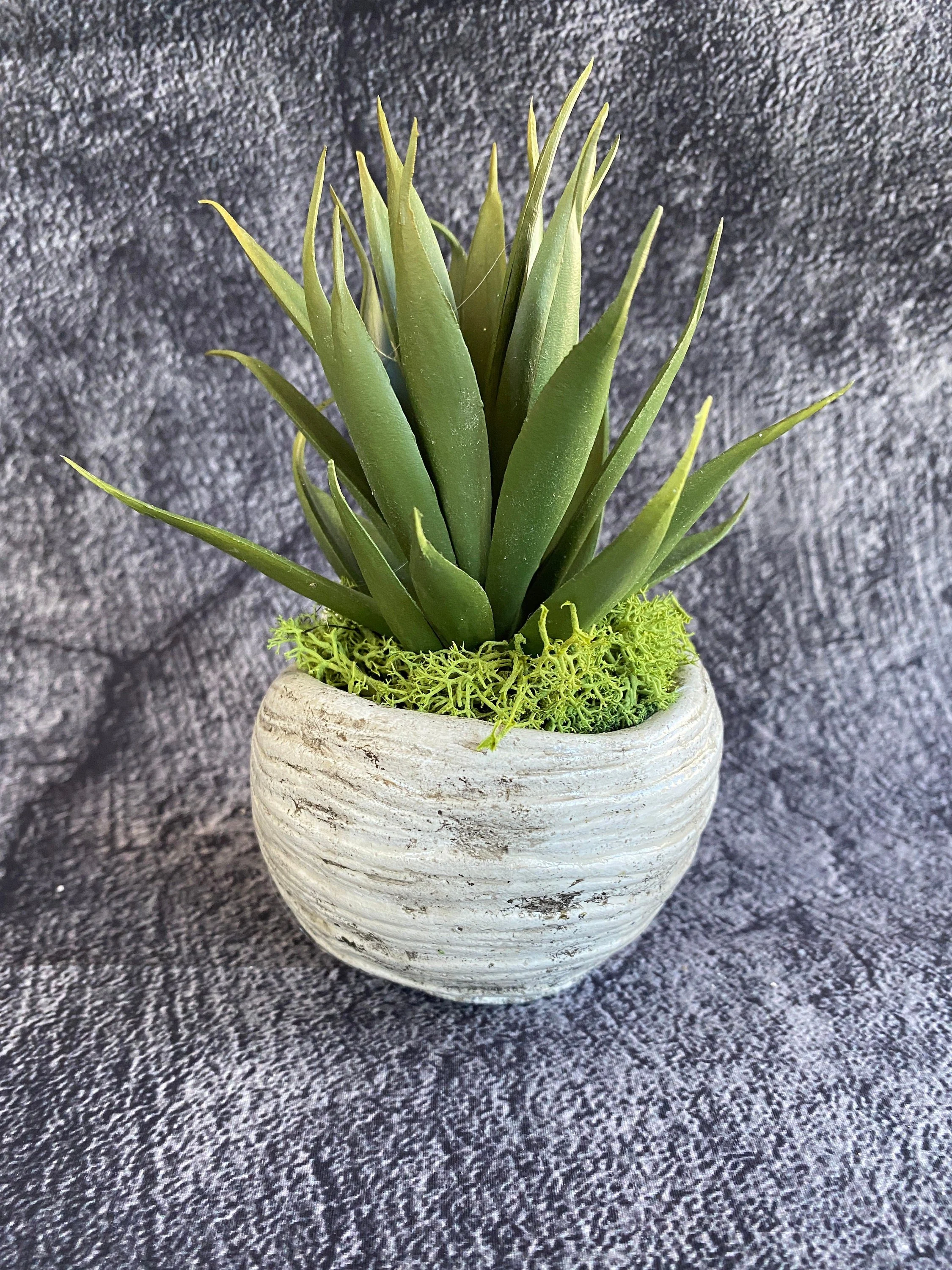 https://i.etsystatic.com/10620570/r/il/b54943/5443568997/il_fullxfull.5443568997_n7ty.jpg