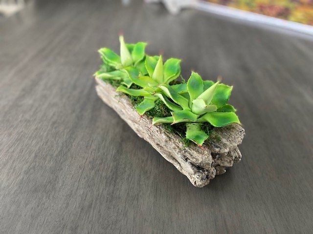 https://i.etsystatic.com/10620570/r/il/5d39d3/3498444673/il_fullxfull.3498444673_ev0t.jpg