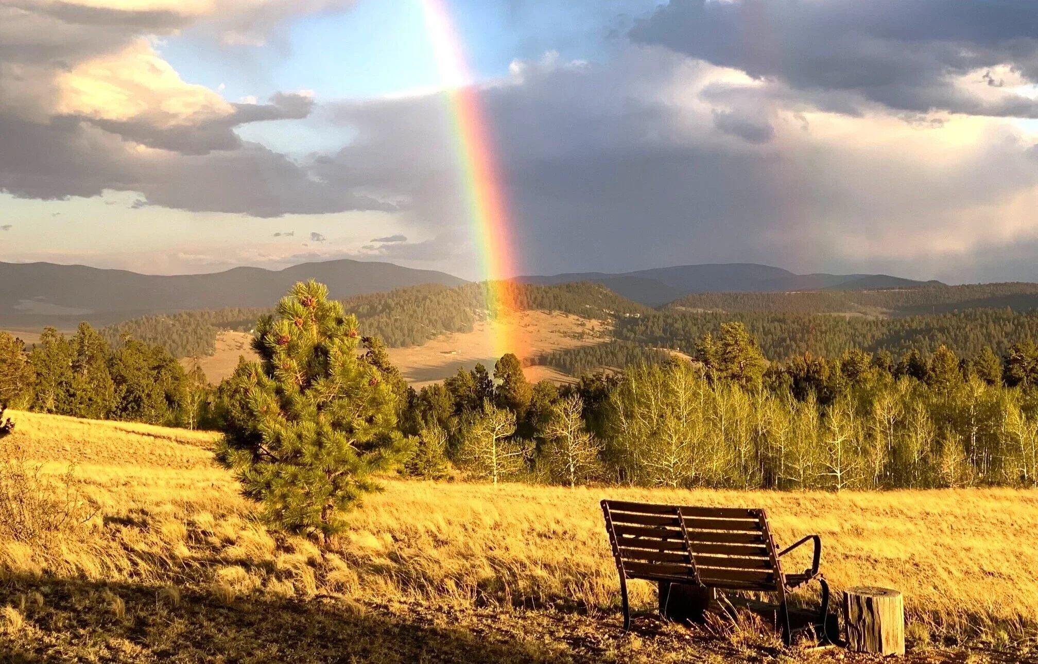 A landscape featuring a rainbow over a field with a single pine tree and a bench in the foreground. Hills and cloudy sky in the background.