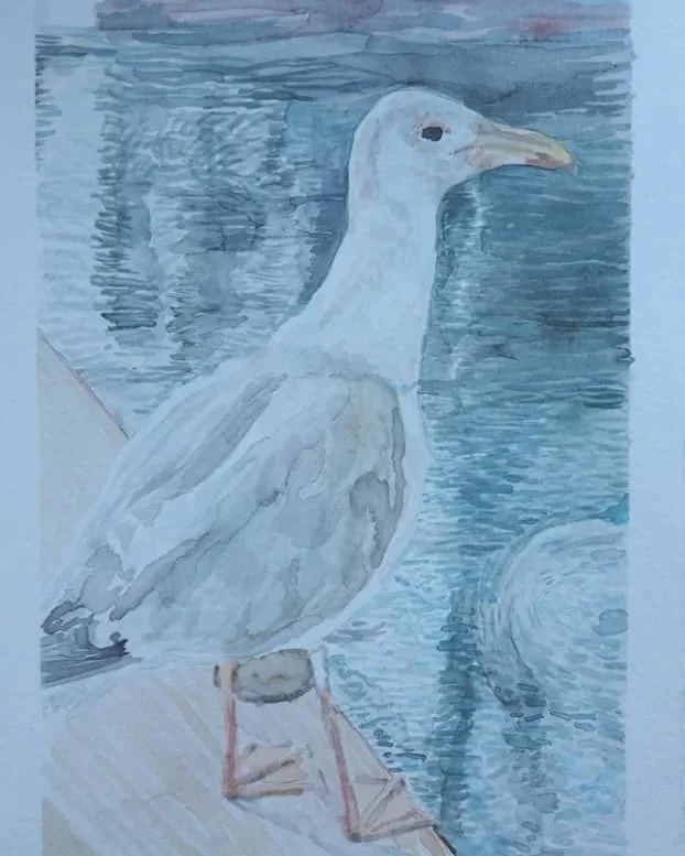 Seagull