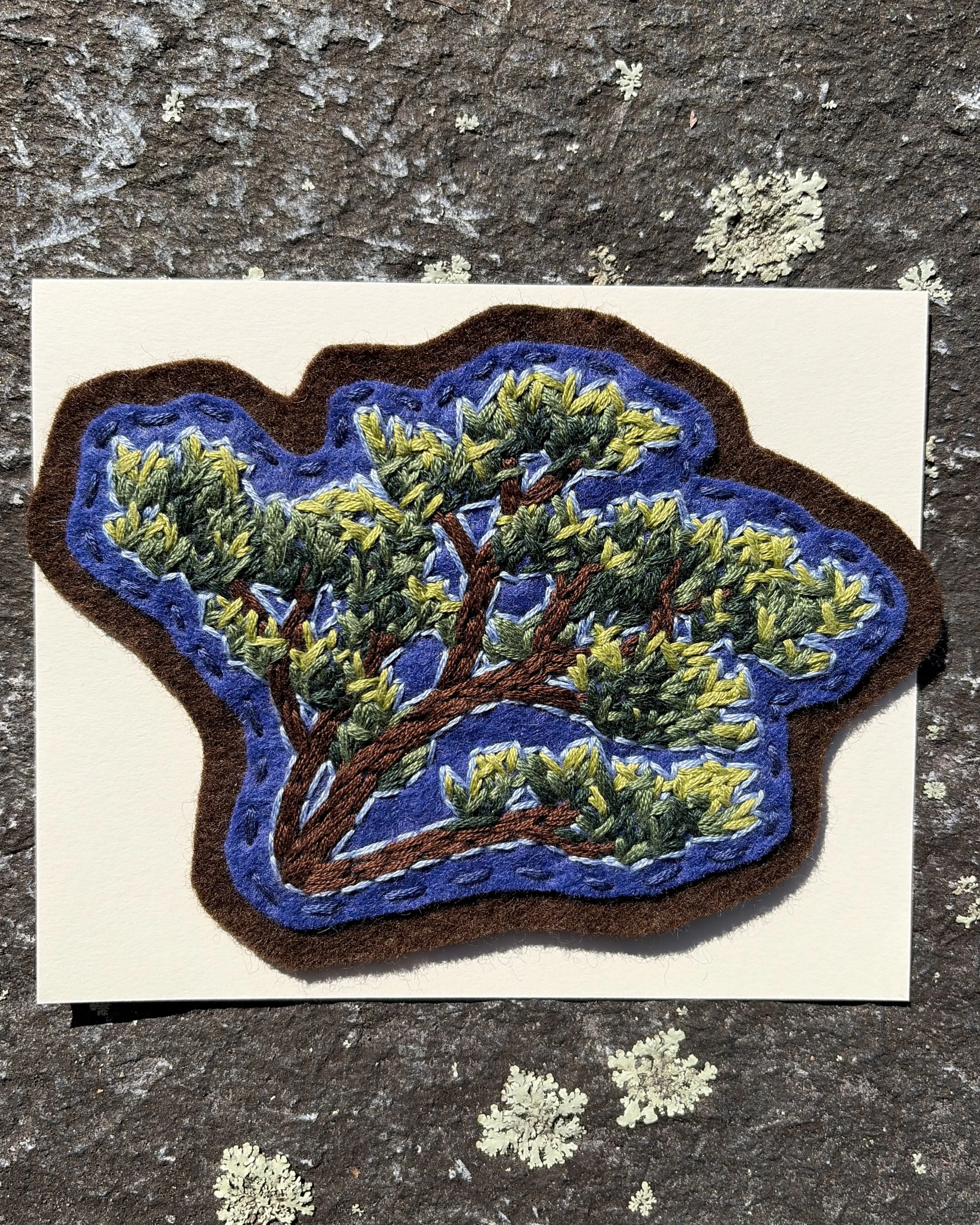 Pitch Pine Tree Patch