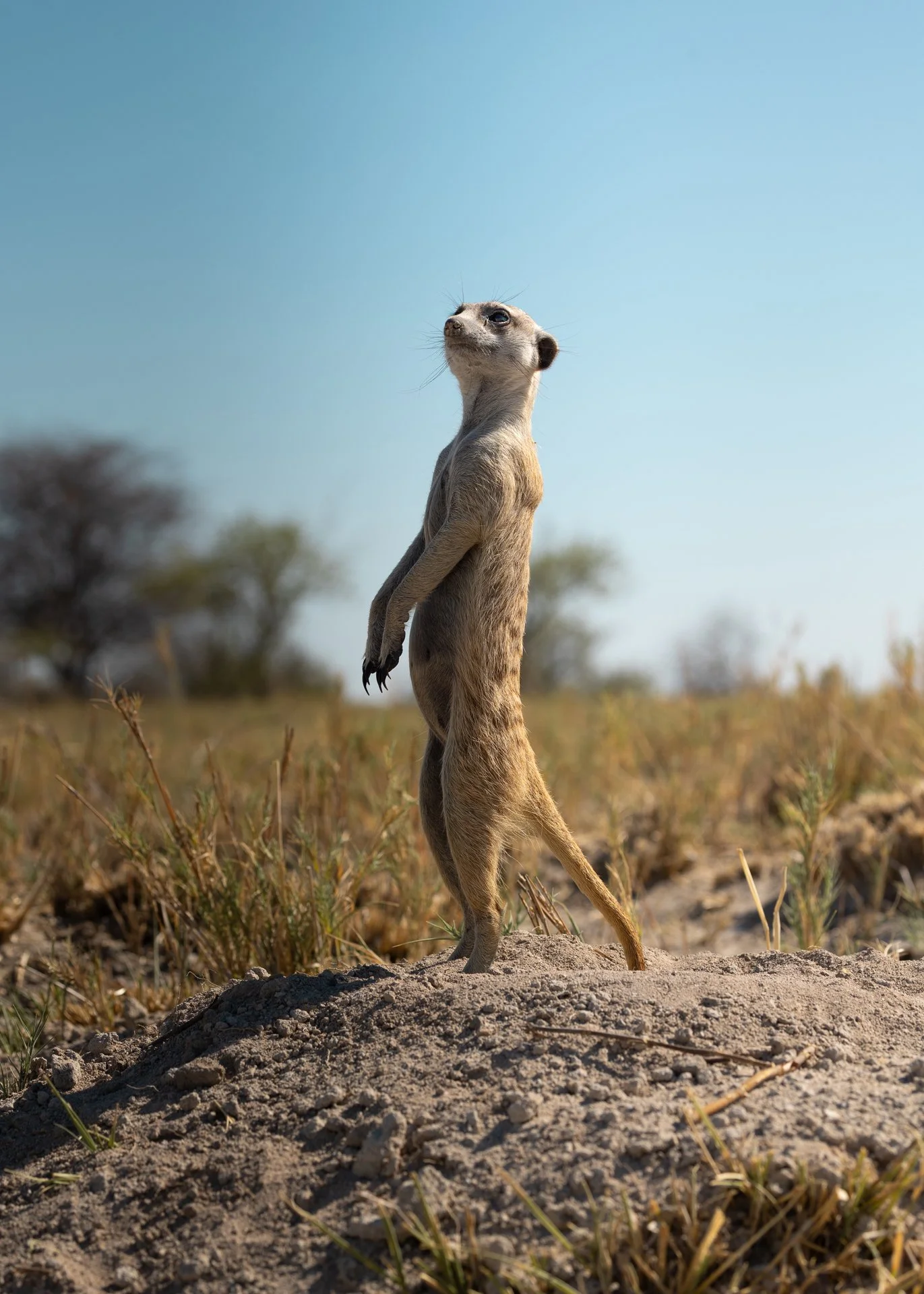 Botswana on a “Budget”