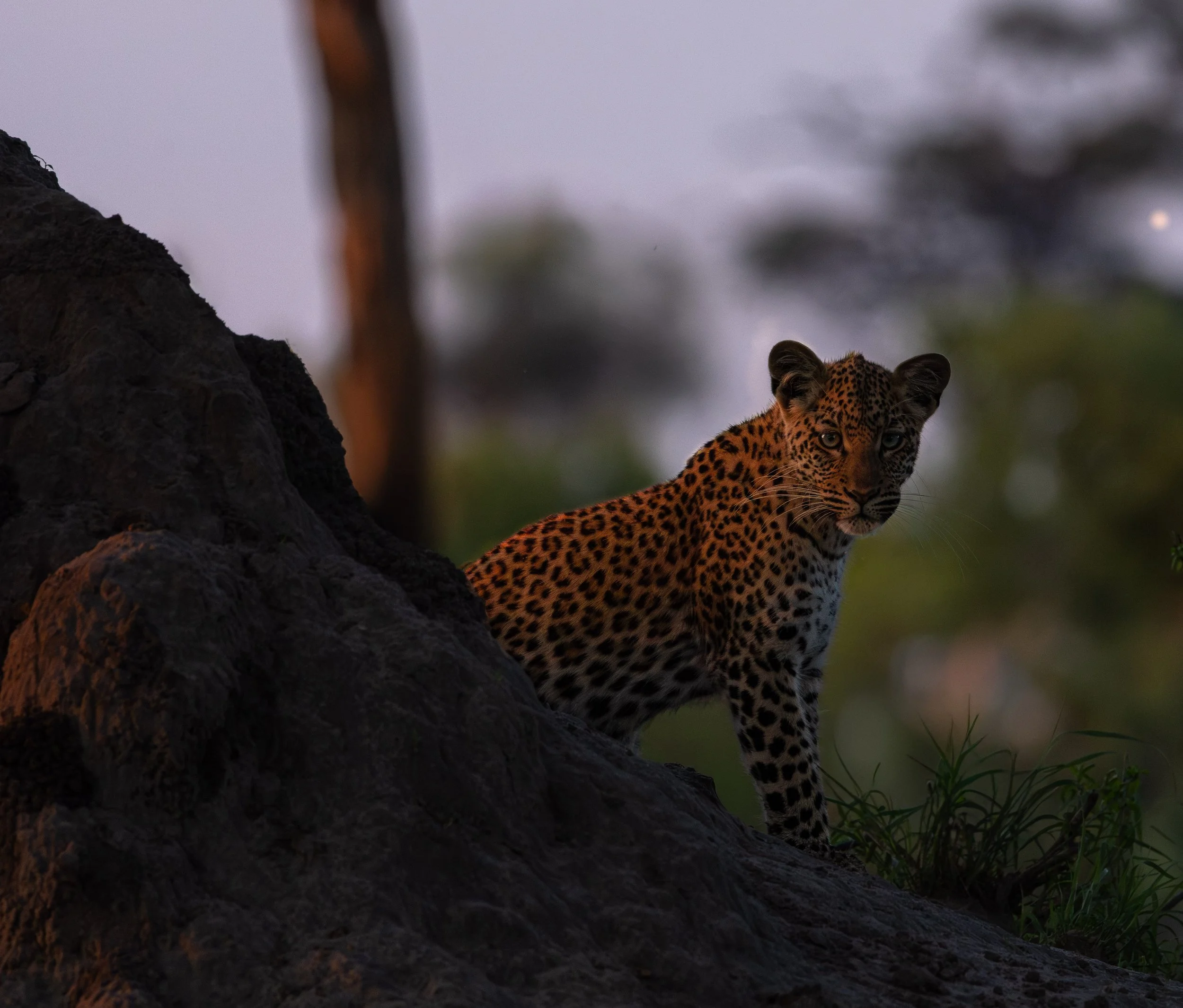 Two Weeks in Zimbabwe Wildlife and Luxury