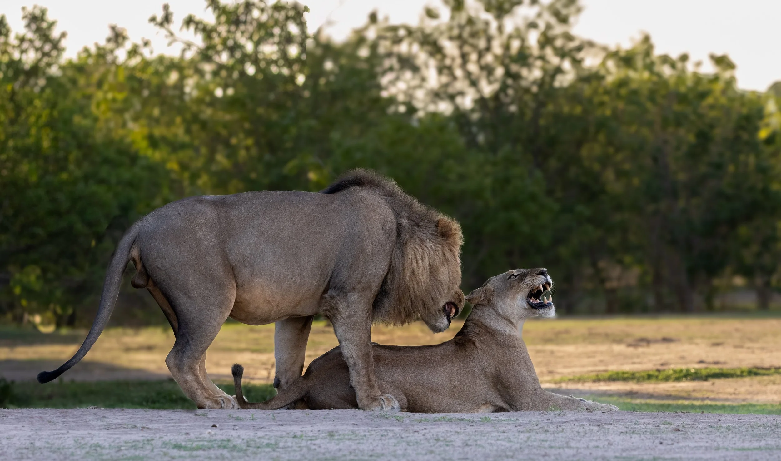 walking safari-mana pools-lions