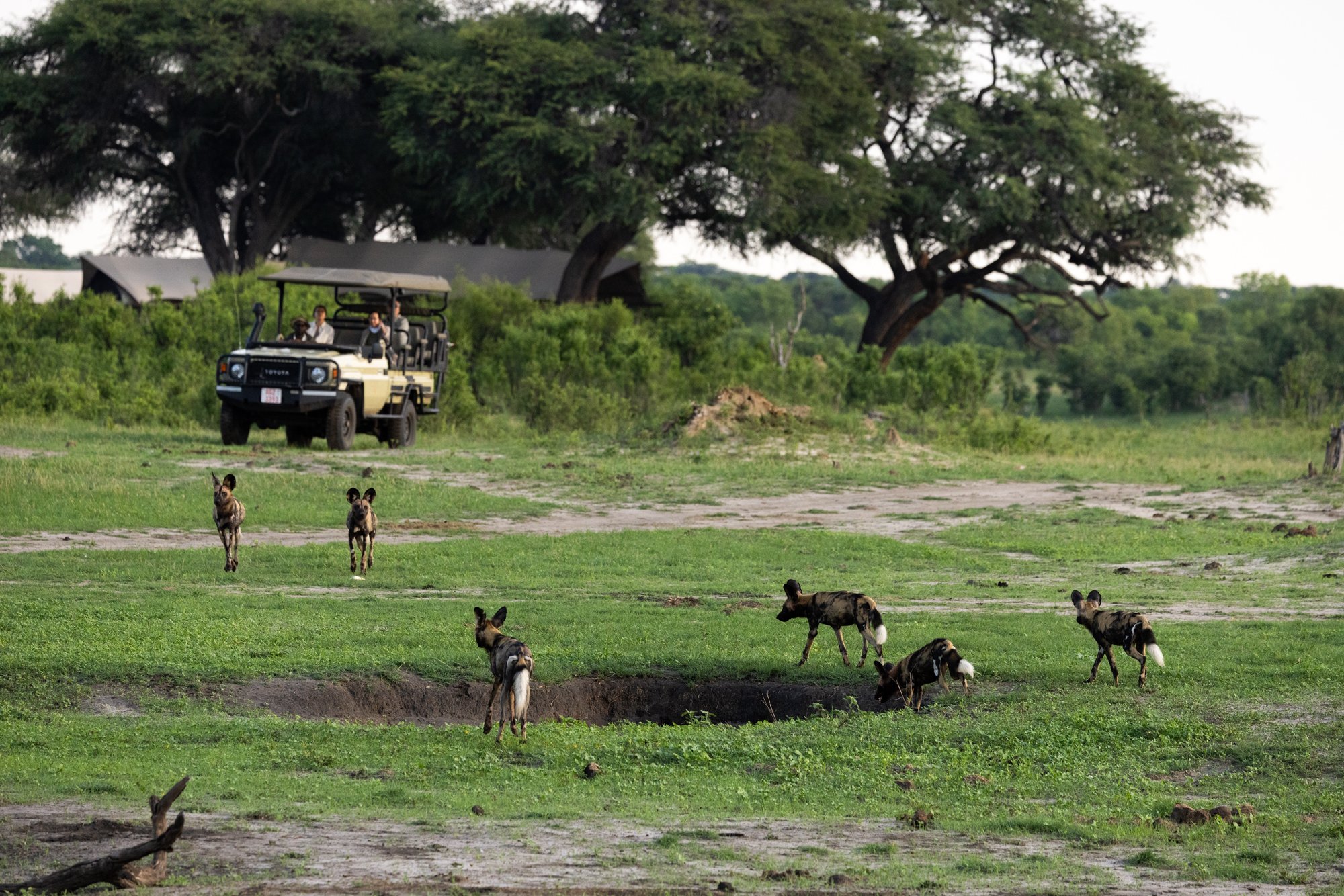 African wild dogs in a grassy landscape with a safari vehicle and dense trees in the background.