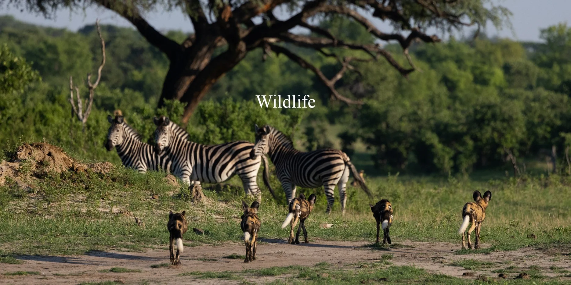 Group of zebras and African wild dogs in Hwange National Park, Zimbabwe at sunrise with green trees and grass.
