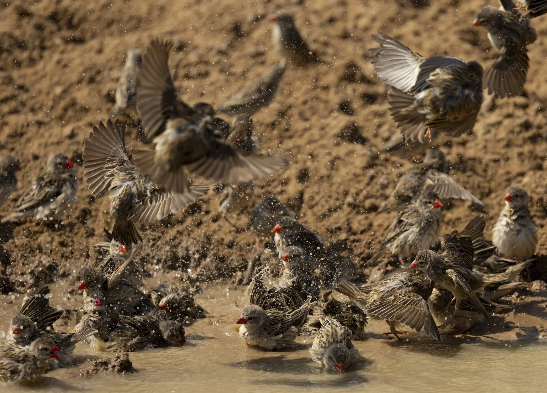 Luangwa 7.jpg