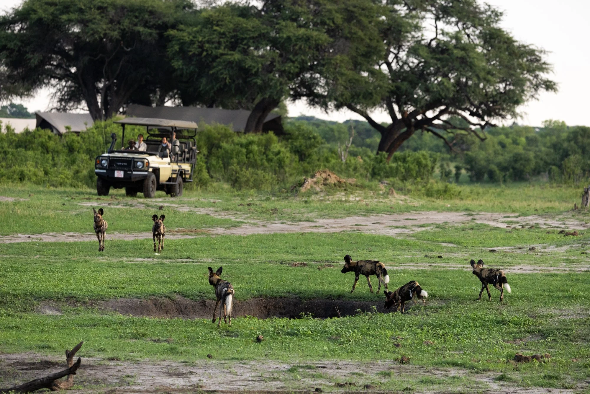Dawn-wild dogs-game drive